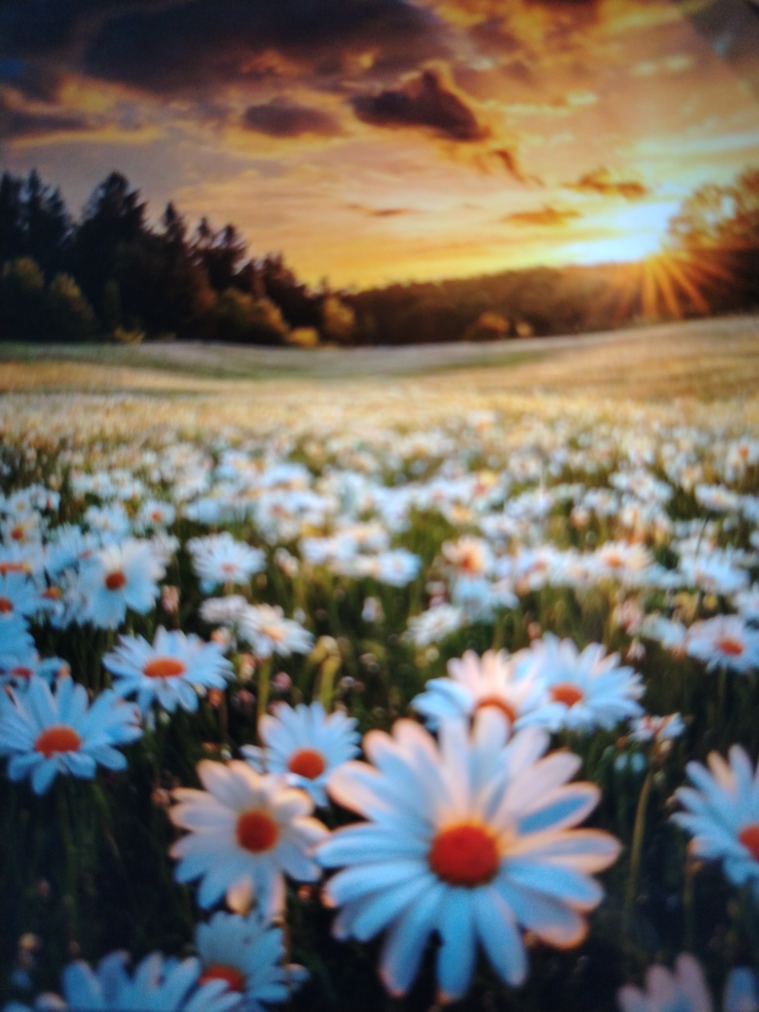 The image depicts a blurry, atmospheric scene of a field of daisies at sunset. The sky is filled with warm, dramatic clouds, transitioning from dark grays to oranges and yellows as the sun sets behind a line of trees. The foreground is dominated by a dense field of white daisies with orange centers, some in sharper focus than others, giving a sense of depth. The overall impression is one of serene natural beauty, evoking a peaceful and picturesque rural setting. There are no people or man-made structures visible in the image. The location in Qorowul, Uzbekistan, cannot be visually confirmed from the provided image.