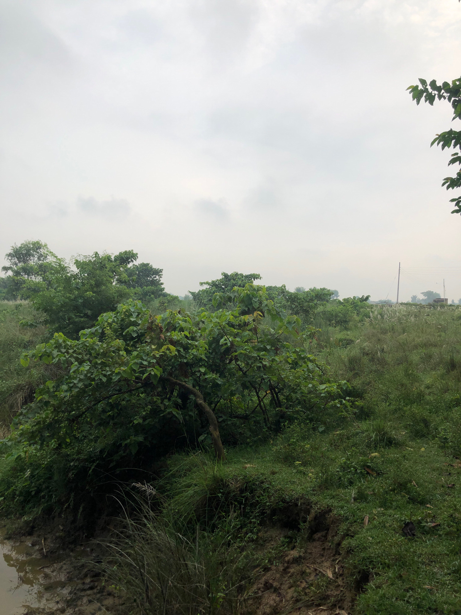 The image depicts an overcast sky over a natural landscape. In the foreground, a muddy bank slopes down to a body of water, with lush green grass and vegetation growing on the bank and surrounding area. A large, leafy tree with dark bark is prominent on the left side of the frame, its branches extending upwards and over the muddy bank. Behind this tree, a dense collection of smaller trees and bushes fills the middle ground. Further in the distance, tall, feathery grass or reeds grow, interspersed with more trees. A wooden pole with wires stretches across the background on the right, indicating some human infrastructure. The overall impression is one of a natural, possibly rural setting in Birgunj, Nepal, characterized by abundant greenery and a cloudy sky.