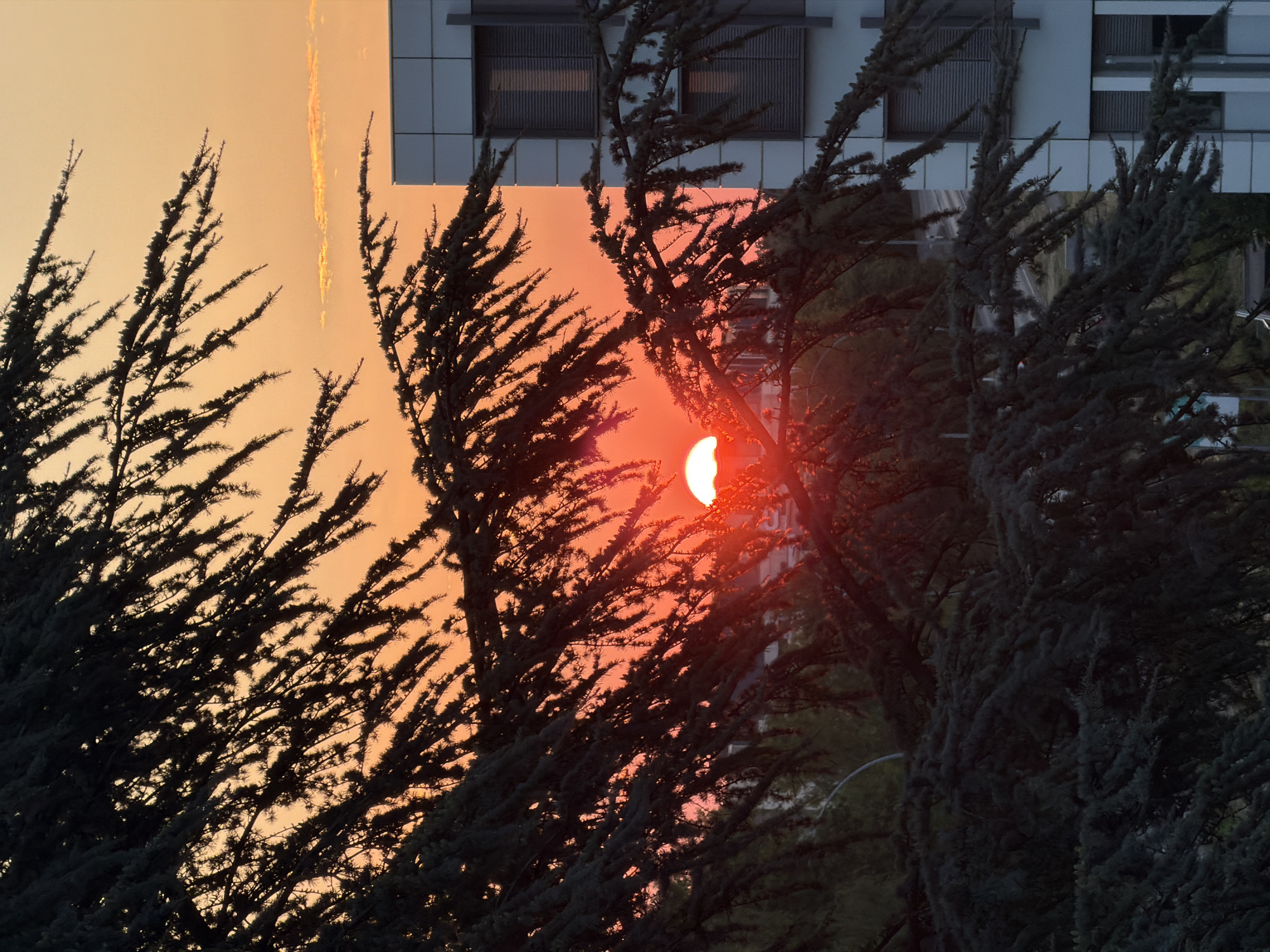 The image captures a sunset view through the branches of a coniferous tree in Leudelange, Luxembourg. The sun, a bright white disc with a reddish halo, is partially obscured by the tree's foliage and is positioned in the center-left of the frame. The sky is a vibrant gradient of orange and yellow, typical of a sunset. To the right of the image, a modern white building with dark-shuttered windows stands, indicating an urban or suburban setting. The tree's dark, needle-like branches dominate the foreground, creating a silhouette effect against the colorful sky. In the background, behind the tree and below the building, a blurred landscape of trees and possibly a road can be discerned. The overall scene conveys a sense of natural beauty meeting the built environment at the end of the day.