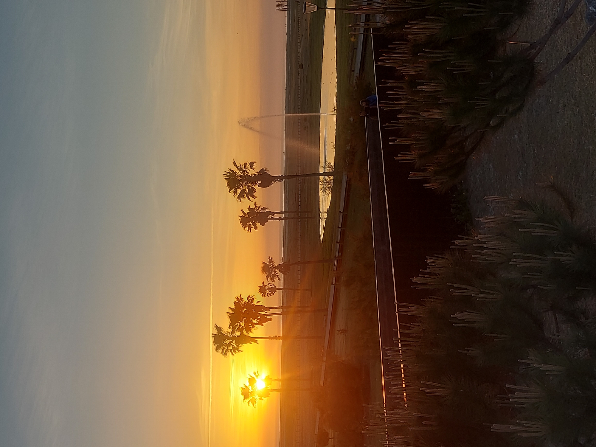 The image depicts a sunset in Figueira da Foz, Portugal. A row of palm trees stands silhouetted against the bright orange and yellow horizon. A fountain sprays water into the air in the background. The sky transitions from a light blue to orange as it approaches the horizon. To the right of the palm trees is a walkway lined with trees and bushes. A street lamp is visible in the background. Two people are seated on a bench near the fountain. The image appears to have been taken from an elevated position.