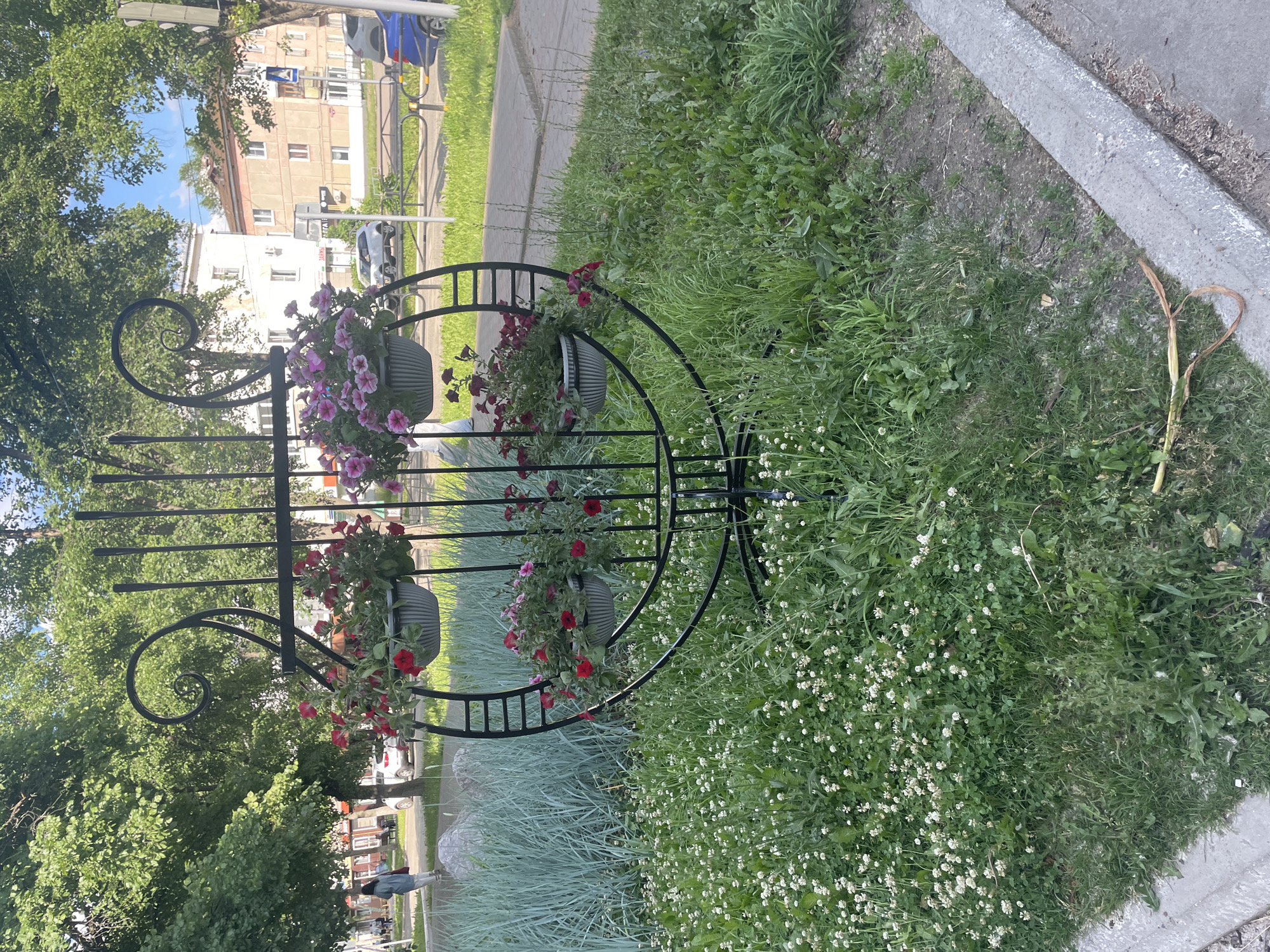 The image depicts an outdoor scene in Chaikovsky, Russia, likely during the daytime under a clear sky. The central focus is a black, ornate metal stand holding several planters filled with flowering plants, predominantly pink and red petunias. The stand has a decorative scrollwork element at the top.
In the background, buildings with apartment windows and balconies are visible, suggesting an urban or suburban residential area. Trees with lush green foliage are also present, indicating a warm season. A paved walkway runs alongside a grassy area where the plant stand is situated. The grass itself is a mix of taller green blades and patches of smaller white wildflowers, creating a textured ground cover.
To the right, a concrete curb separates the grassy area from what appears to be a road or sidewalk. A dried, heart-shaped stalk of a plant is visible on the grass near the curb, adding a touch of natural detail. In the far background, a few vehicles and a person walking can be seen, indicating ongoing activity in the area. The overall atmosphere is serene and peaceful, with a focus on the beauty of the flowers and the surrounding greenery. No visible text is present in the image.