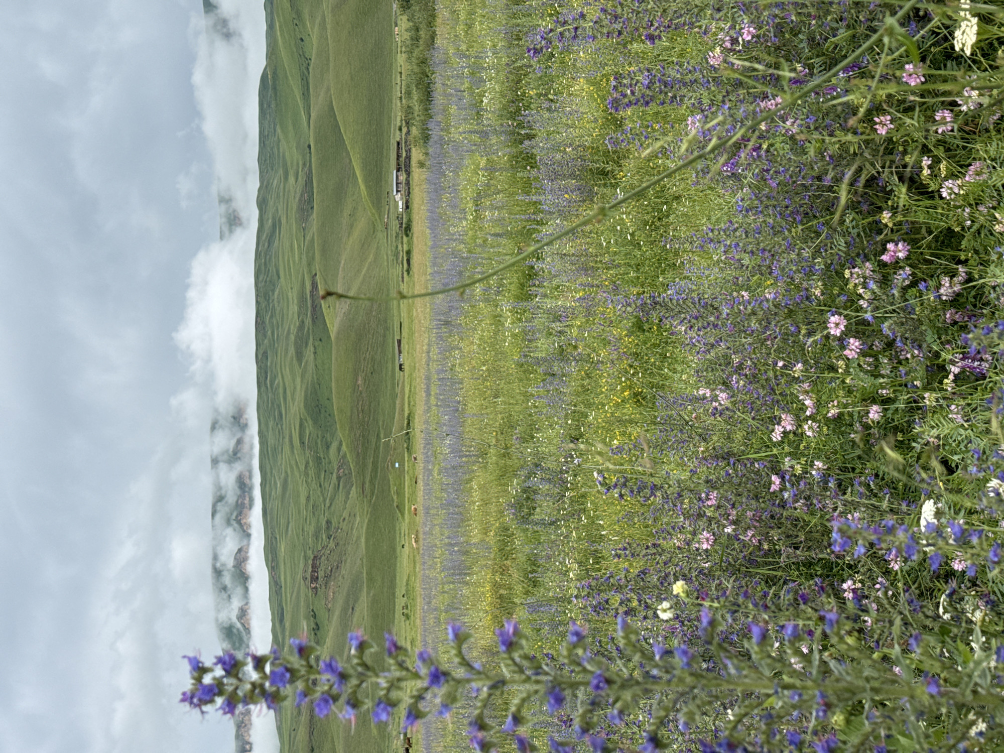 The image depicts a rural landscape with rolling green hills under a cloudy sky. In the foreground, a tall stalk of purple wildflowers is in focus, with a field of similar wildflowers extending into the midground. The midground also features a few scattered buildings and some dark-colored animals, possibly horses or cattle, grazing in the distance. The background consists of undulating green hills, with a band of white clouds partially obscuring the upper portions of the more distant hills, revealing rocky outcrops through breaks in the fog. The scene is consistent with the natural landscape found in and around Kumysh, Russia.