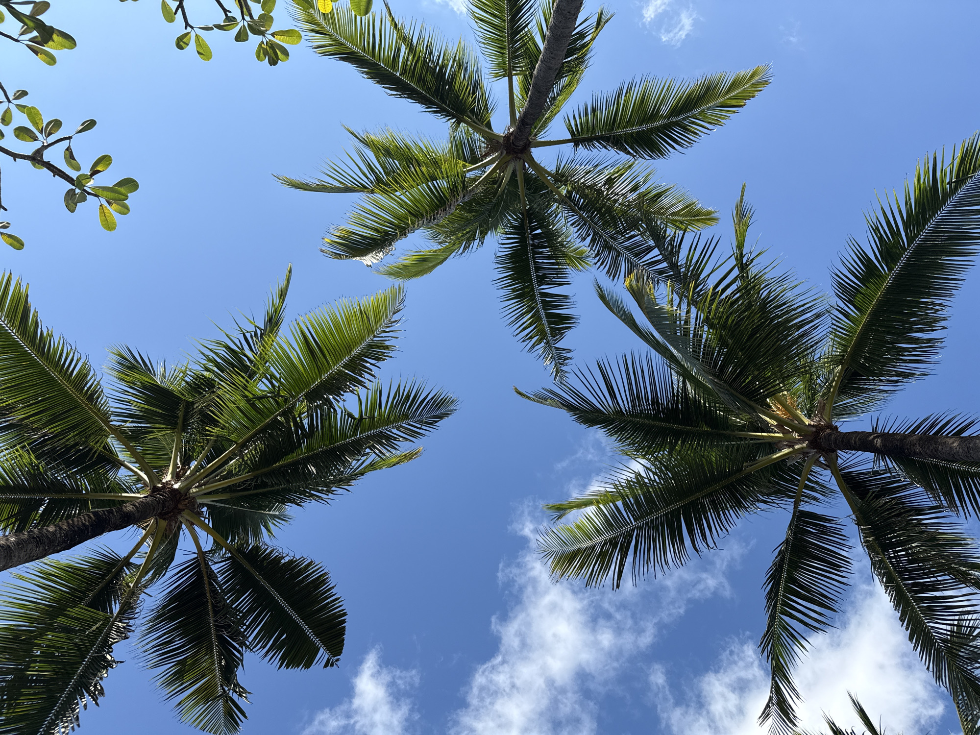 The image, taken from a low-angle perspective looking upwards, showcases the vibrant canopy of several palm trees against a clear blue sky. Three main palm tree trunks and their fronds dominate the frame, with one positioned towards the top center, one on the bottom left, and one on the bottom right. Their dark green, feathery leaves fan out, partially obscuring the sky. The sunlight illuminates the fronds, creating areas of lighter green and some shadows.
In the top left corner, additional green foliage from a different type of tree or branch is visible, suggesting a diverse tropical environment. The sky is a bright, unblemished blue, with scattered wisps of white cumulus clouds, particularly noticeable in the bottom right quadrant and faintly in the top right. The overall impression is one of a bright, sunny day in a tropical location, likely a beach or resort area, which aligns with the provided context of Kuta Selatan, Indonesia. There are no people, objects, or text visible in the frame, focusing solely on the natural elements of the trees and sky. The scene evokes a sense of peace, nature, and warm weather.