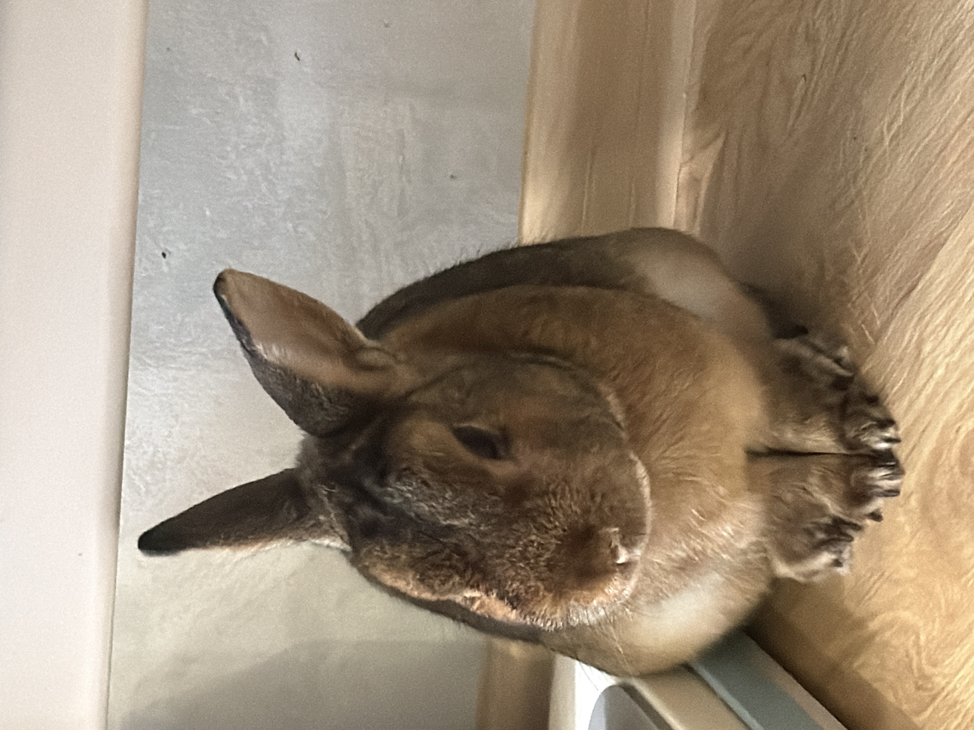 A brown and tan rabbit is sitting on a wooden floor. The rabbit is facing slightly to the left and has its paws tucked underneath its body. The rabbit's fur is short and soft, and its ears are long and pointed. The background is a light gray wall. There is a light-colored object on the left side of the image, partially visible. The scene appears to be indoors.