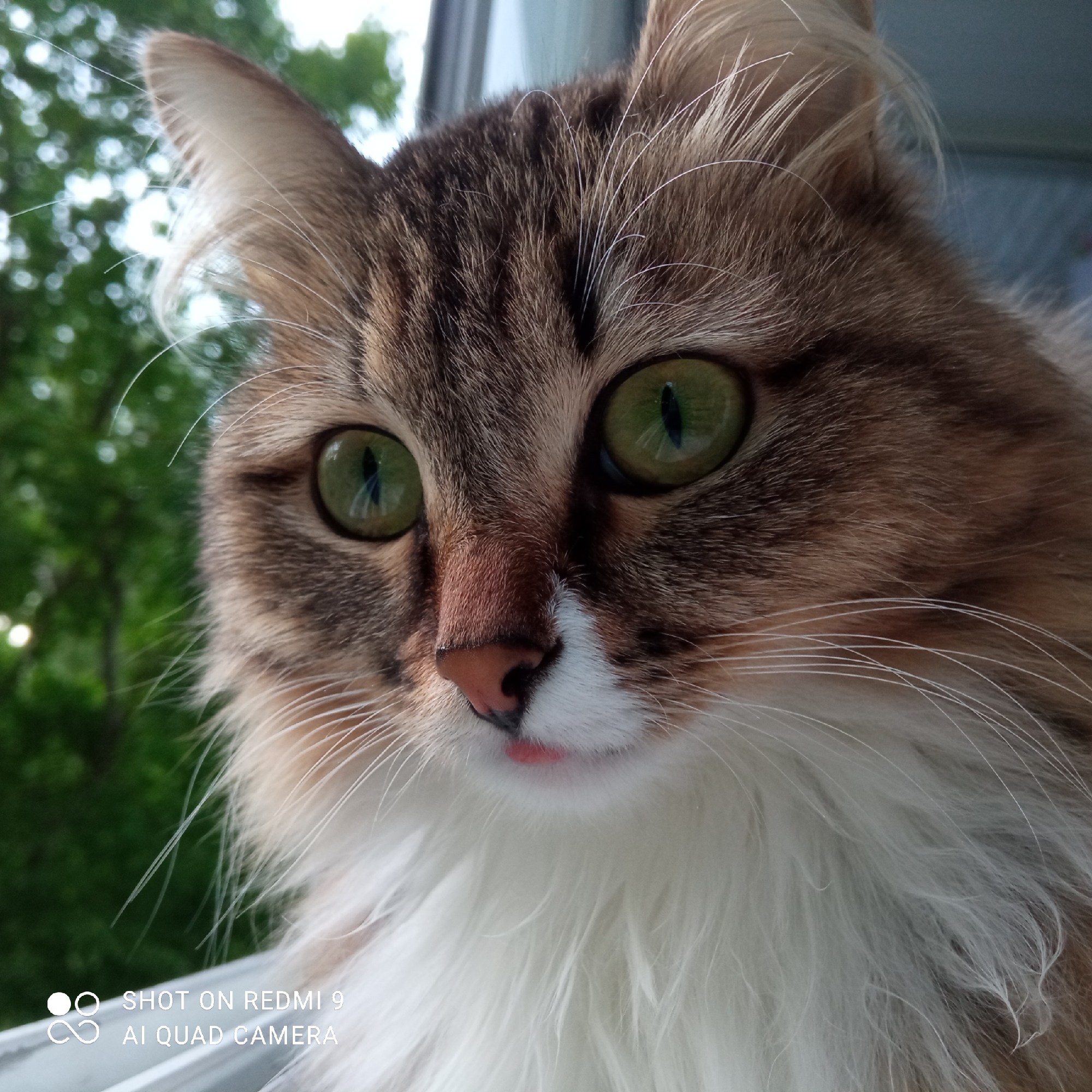 A close-up photograph shows a long-haired cat. The cat has green eyes and a pink nose with a small pink tongue sticking out. The cat's fur is brown and white. The background is blurry, showing green trees. A text overlay reading "SHOT ON REDMI 9 AI QUAD CAMERA" is at the bottom of the image. The location of this photograph is in the city of Chaikovsky, Russia.