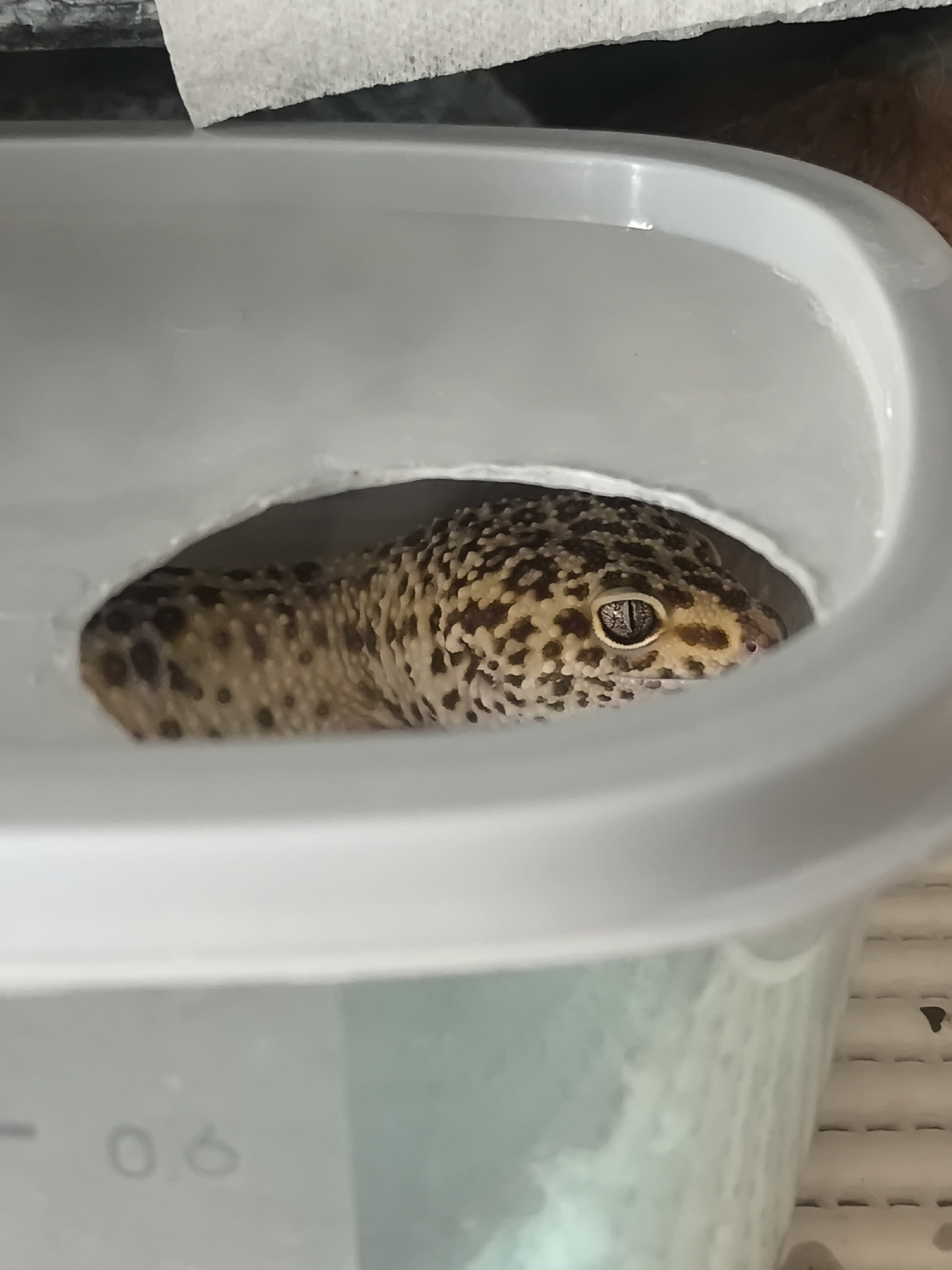 A leopard gecko is inside a gray plastic container with a hole cut out of the side, likely for it to enter and exit. The container is labeled with "- 0.6" on the lower side. The environment is unclear, but the container is resting on a light-colored, possibly white, surface. There is a piece of paper towel or tissue visible in the upper background. There's no indication of the city of Chaikovsky, Russia.