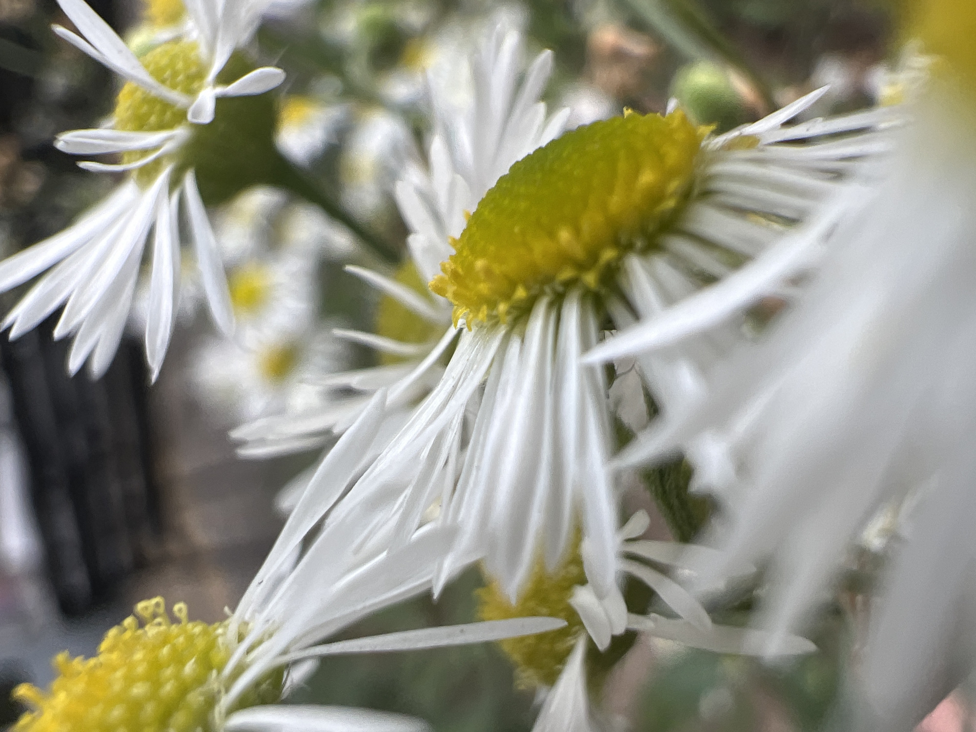 A close-up, macro photograph shows multiple daisy-like flowers with yellow centers and white petals. The focus is on the petals of one flower, which are long, thin, and white, appearing somewhat translucent and delicate. The yellow centers of the flowers are textured and fuzzy. The background is blurred, with hints of green foliage and darker, out-of-focus elements suggesting an outdoor environment. There are no people or specific landmarks visible to indicate a location in Moscow, Russia.