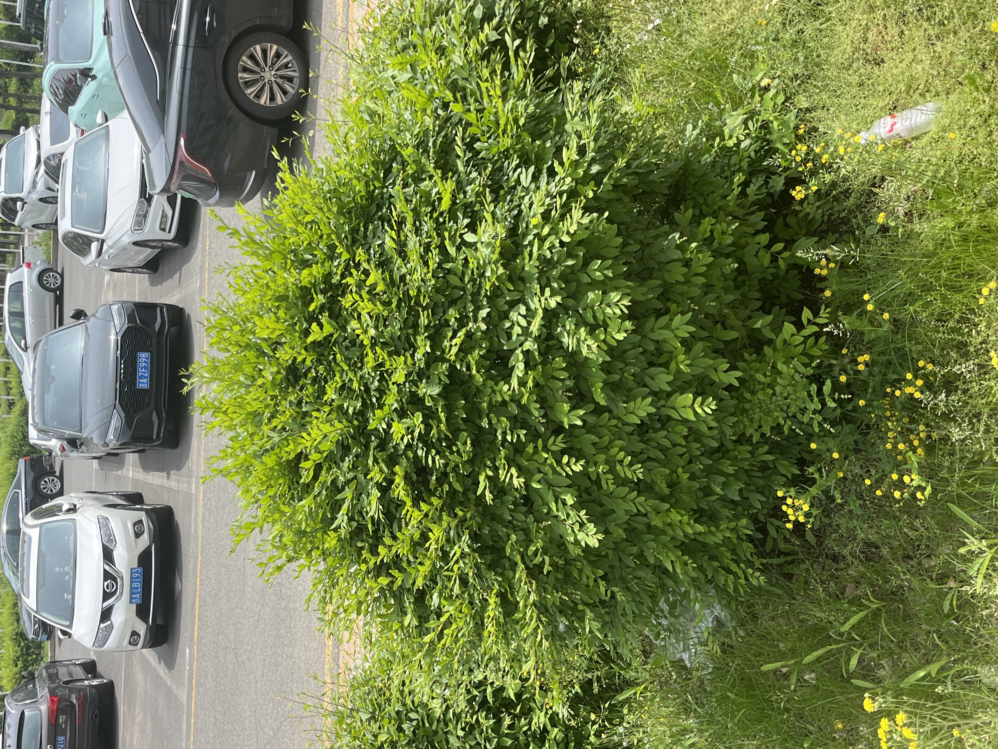 The image shows a parking lot scene in Changchun City, China. Several cars are parked in a paved lot, including a white Nissan X-Trail with license plate 吉ALB193 and a black Audi with license plate 吉AZF998. A large, dense green bush or hedge dominates the foreground. To the right of the bush is a patch of grassy area with small yellow flowers. A discarded plastic bottle is visible among the grass. The image is taken from a high-angle perspective.