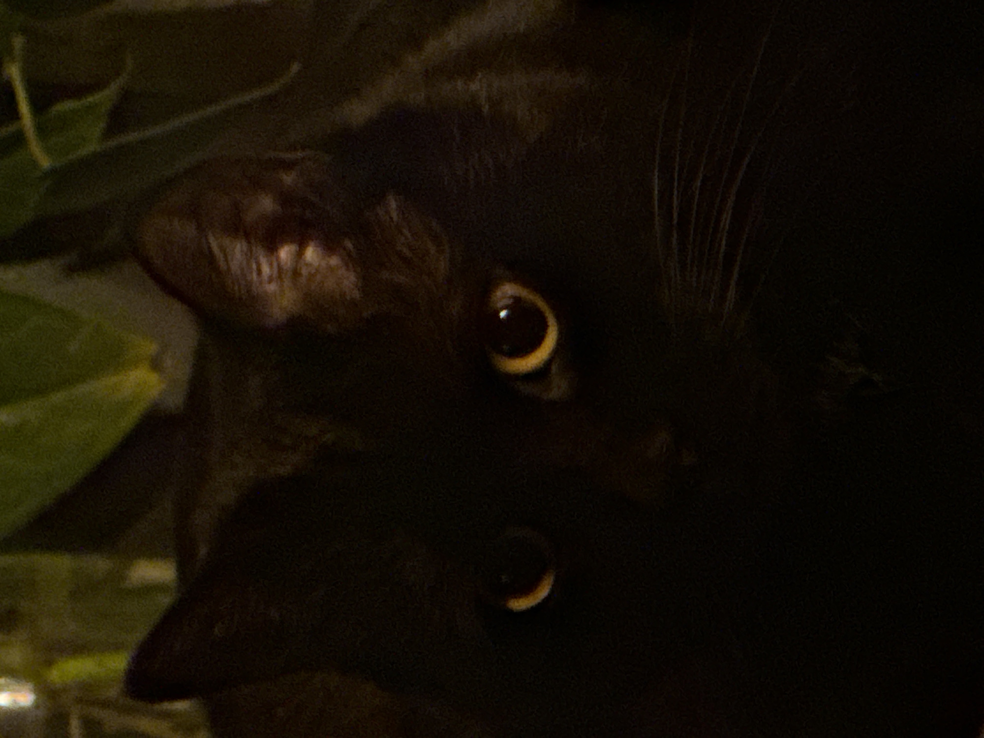 A dark, blurred image features a black cat. The cat is partially obscured in shadow, but its eyes are visible and reflect a golden color. Part of the cat's ear is visible to the left. The cat is partially obstructed by leaves. No location is discernible.