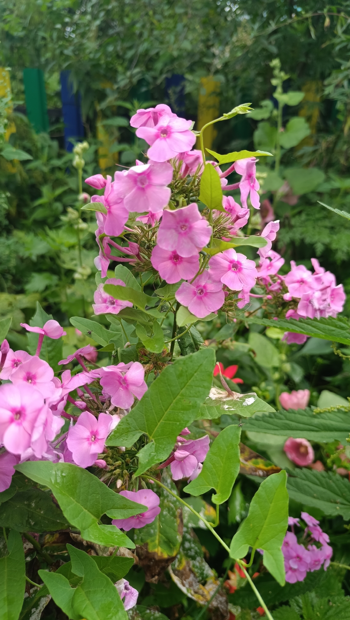 The image depicts a cluster of vibrant pink phlox flowers in bloom, nestled amongst lush green foliage. The flowers are in sharp focus, showcasing their delicate petals and intricate centers. In the background, out-of-focus elements suggest a garden setting. Colorful posts, possibly part of a fence or garden marker, are visible in the upper left quadrant. There is no indication of people, actions, or interactions. The environment appears to be a natural outdoor setting, likely a garden, within the city of Karsha, Russia.