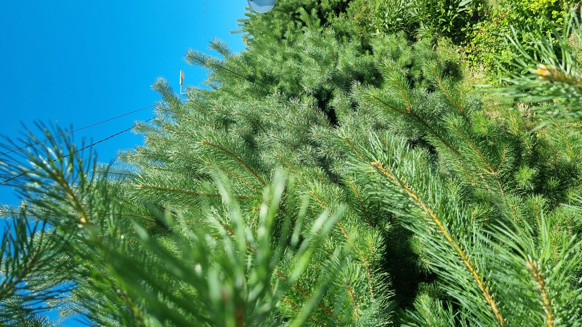 The image is a close-up, eye-level shot of dense green pine branches against a clear blue sky. The foreground is dominated by sharply focused pine needles and branches, with a blurred pine branch in the upper left corner. In the background, more pine trees are visible, along with some lower green foliage. A street light and power lines are also present in the sky. The overall impression is one of natural greenery under a bright, sunny sky. The specific location in the city of Verzilovo, Russia, is not visually represented in the image itself.