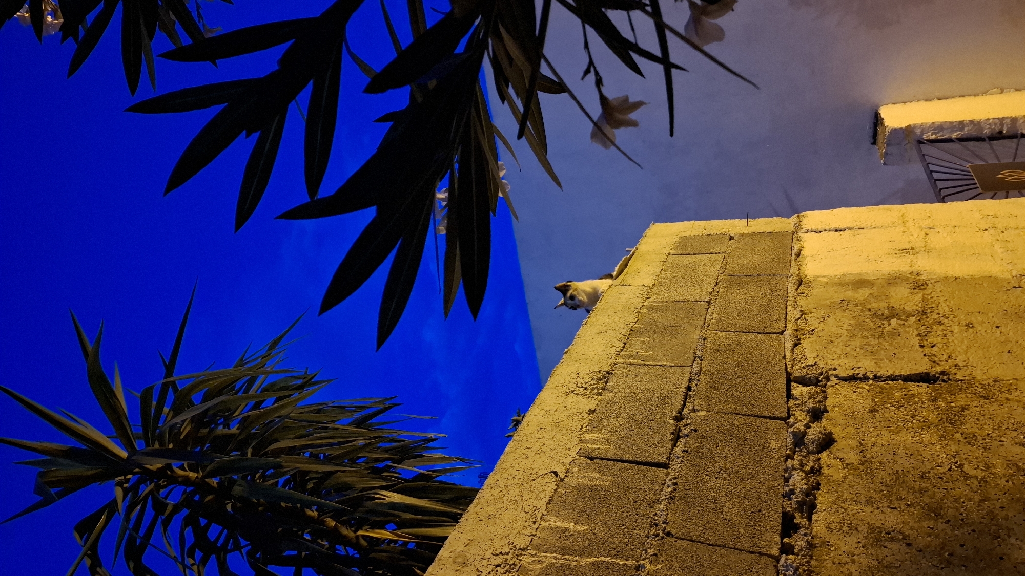 A cat is perched on top of a concrete block wall under a deep blue twilight sky. The wall is lit by artificial yellow light from below, casting shadows on the textured surface. Silhouetted against the sky are the leaves of palm trees on the left and darker foliage with white flowers on the right. In the background, a white wall and a metal gate are visible. The scene appears to be an outdoor setting, possibly a residential area in the city of Boreti, Montenegro.