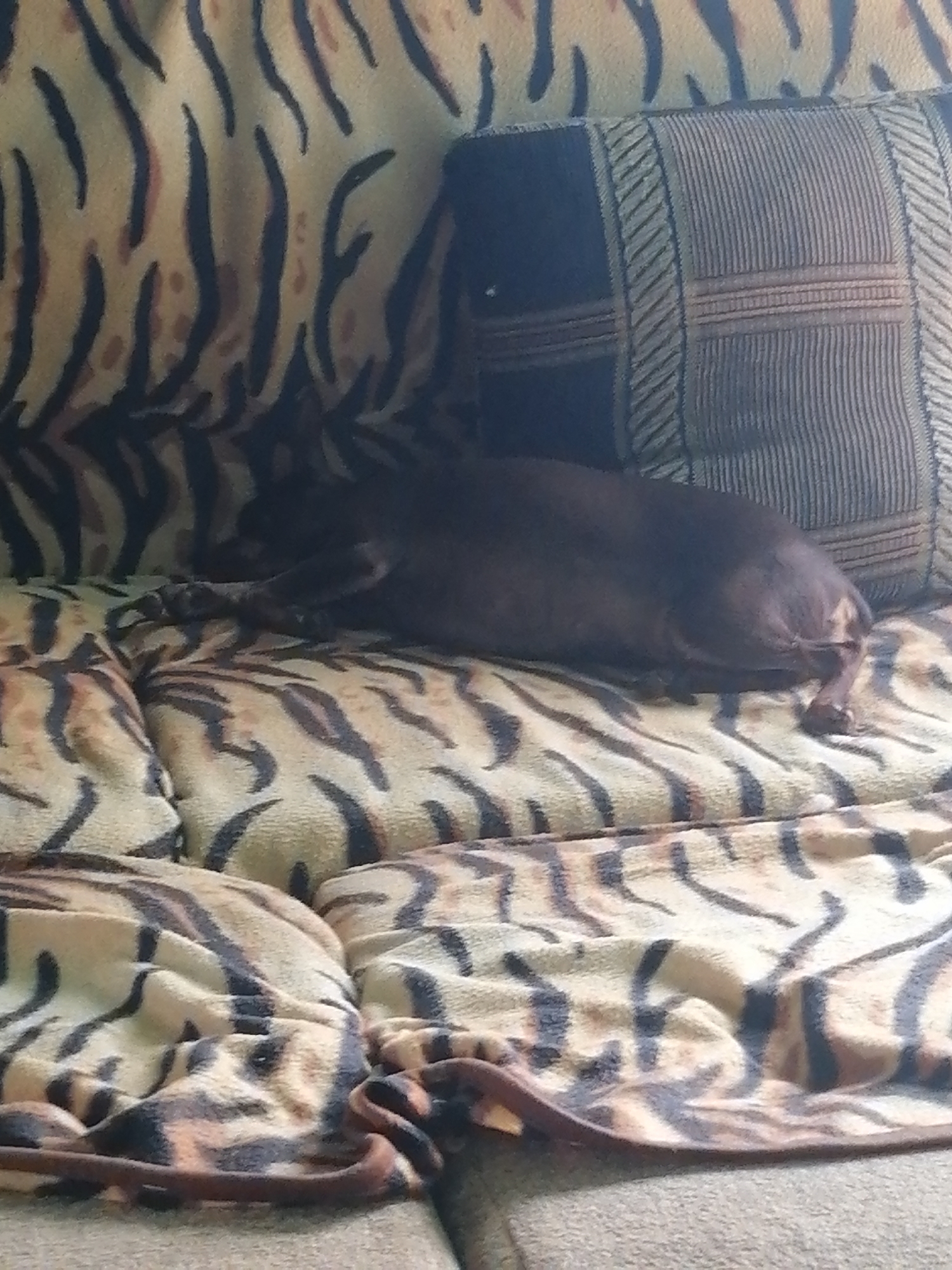 A dark-colored dog is sleeping on a couch covered with a tiger-striped blanket. The dog is curled up, with its head tucked in and one leg visible. The couch has a dark patterned pillow on the right side. The scene is indoors. The specific location in the city of Novopokrovka, Russia cannot be determined from the image.