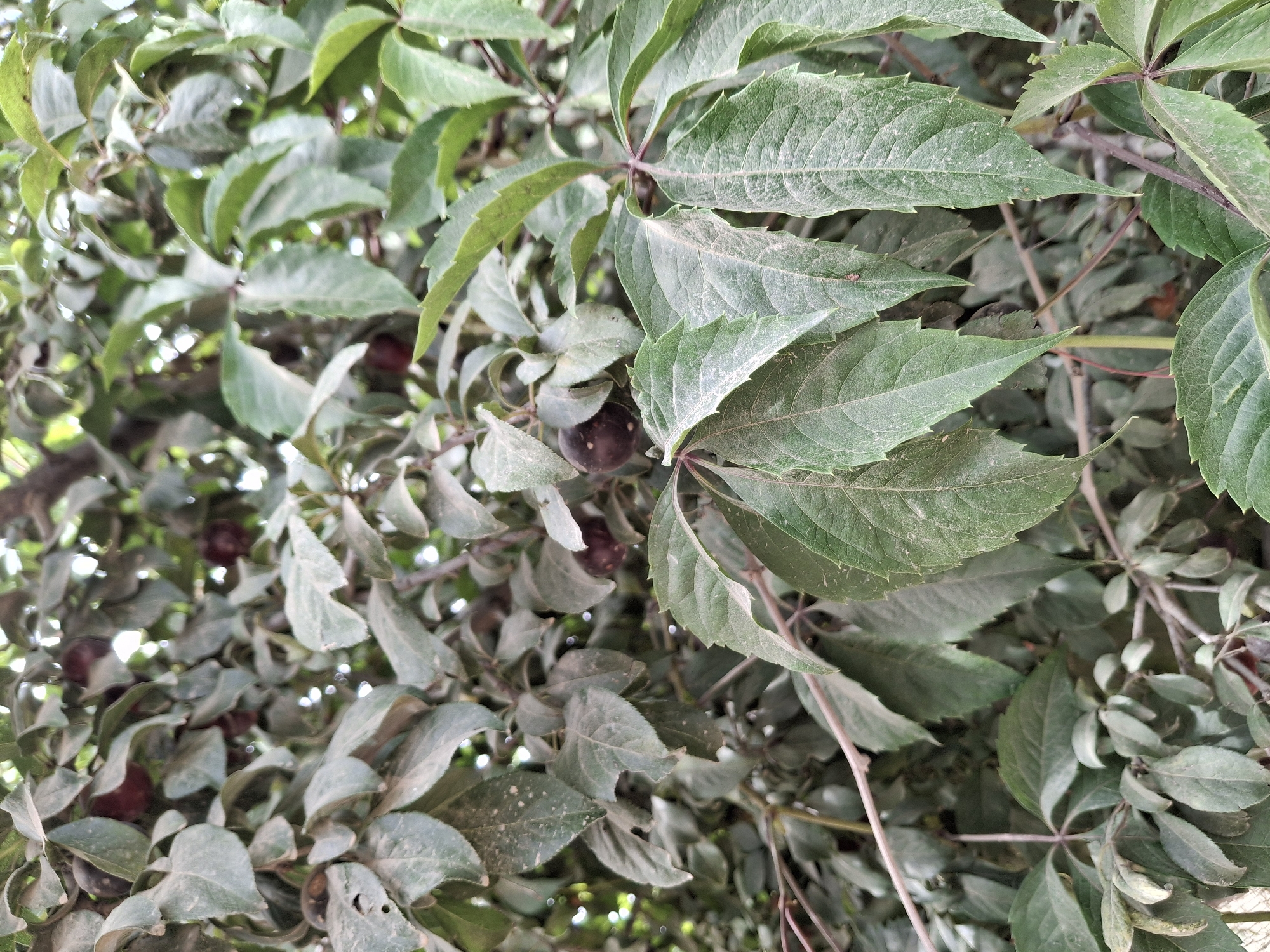 The image shows a close-up of a leafy branch with dark, round fruits, possibly plums. The leaves are a muted green and appear dusty. Some of the leaves have serrated edges. The fruits are clustered on the branches, some partially obscured by foliage. The background is a blur of green leaves and branches, suggesting a densely vegetated area. The scene appears to be outdoors, with natural light filtering through the leaves. The specific location in Lipenka, Kyrgyzstan, cannot be determined from the visual information provided. There are no people or animals visible in the image.