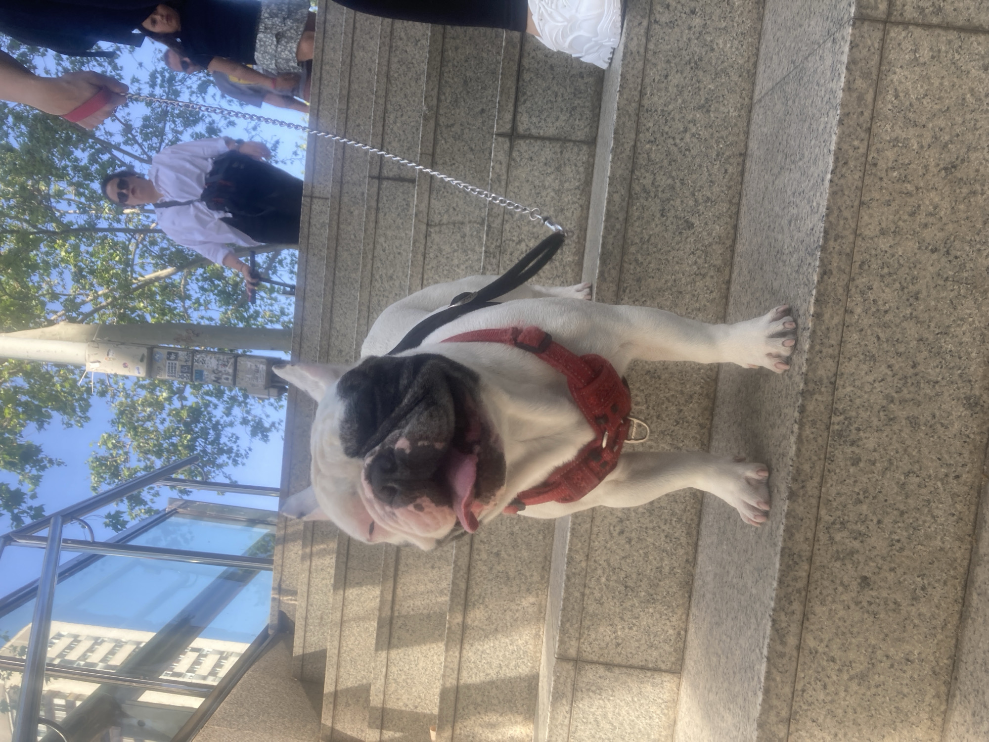 A white and black French Bulldog with a red harness and a silver chain leash stands on granite steps in an urban environment. A person in a white shirt and black pants holds the leash. Other people stand above the dog. An exterior glass and metal structure and green trees can be seen in the background. The location is Unknown, Unknown.