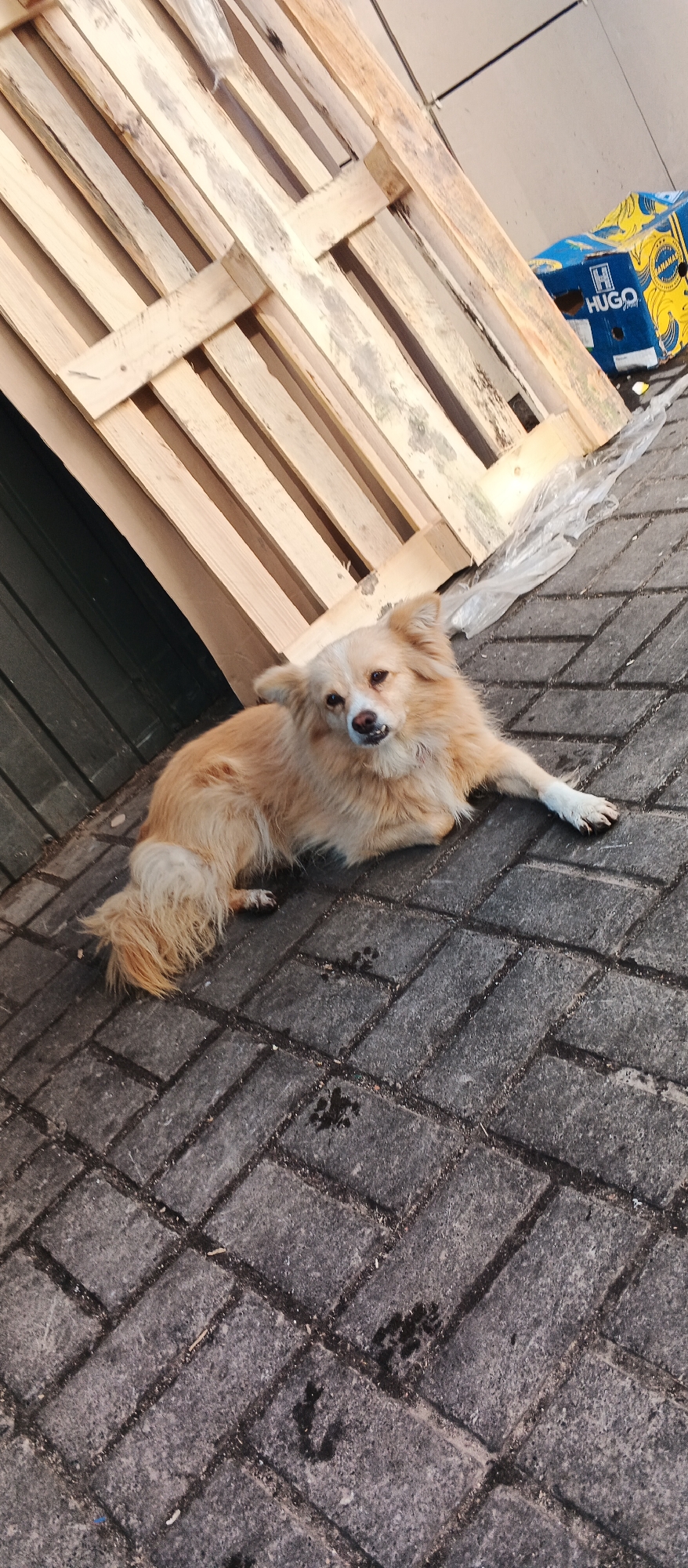 A medium-sized, fluffy, light brown dog with white fur on its paws is lying on a paved surface. The dog's head is slightly tilted, and its mouth is partially open, revealing its teeth. Behind the dog, a stack of wooden pallets is leaning against a dark green corrugated metal structure. To the right of the pallets, a blue cardboard box with yellow graphics, displaying the brand "HUGO BANANAS," is visible. The paved ground shows several dark paw prints. The overall environment appears to be an outdoor area, possibly a storage or loading dock, with a concrete wall in the background. The scene does not contain any identifiable landmarks or elements that would specifically place it in Smila, Ukraine.