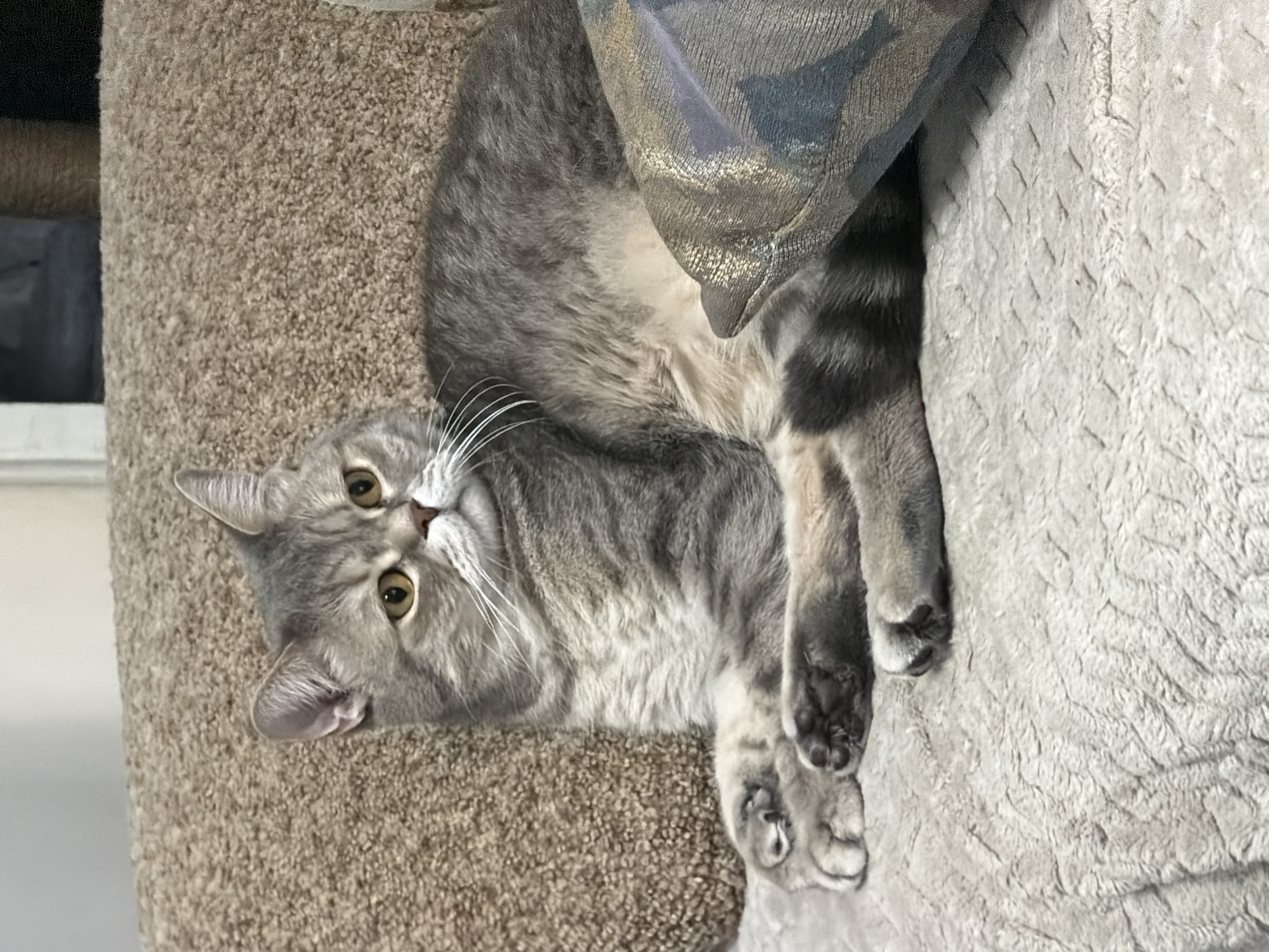 A grey tabby cat is lying on a surface of brown, coarse fabric (likely a cat tree or scratching post). Its front paws are extended onto a softer, light grey, textured blanket. A pillow with grey and gold patterned fabric is also present in the scene, partially covering the cat. The cat has a white muzzle and whiskers and light yellow eyes. The image is rotated counter-clockwise. No information about the city of Chaikovsky, Russia, can be determined from the image.