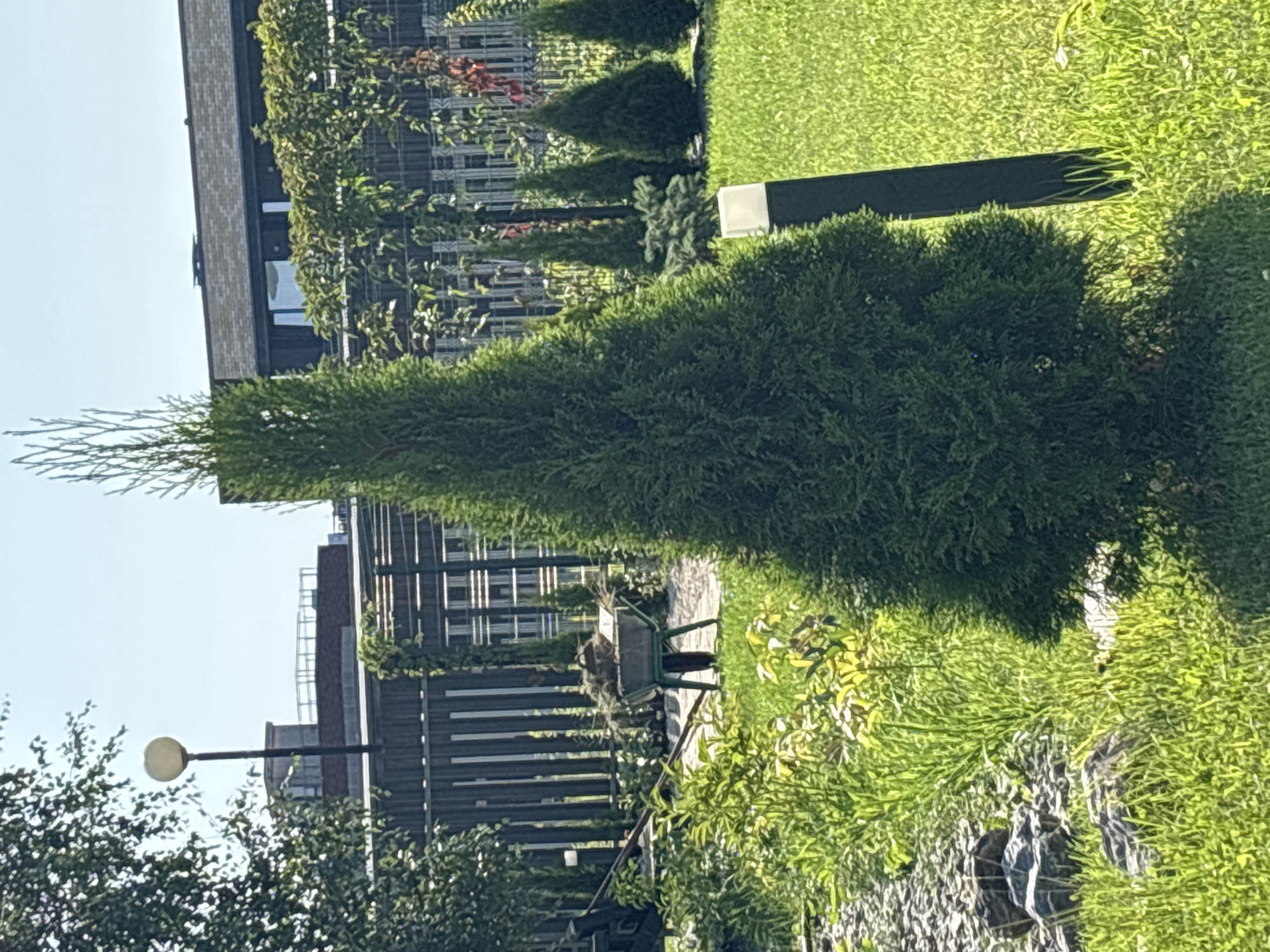 A conical evergreen tree stands in the center of a green lawn. A dark grey post with a white light fixture is positioned to the right of the tree. In the background, a dark grey wooden fence runs horizontally across the image, with vertical slats. Beyond the fence, a building with a dark facade and a grey brick roof is visible. To the left of the tree and fence, a wheelbarrow filled with branches and leaves is situated on a paved pathway. Green foliage and rocks are present in the foreground to the left of the wheelbarrow. The scene is illuminated by sunlight, suggesting it is daytime. This image was taken in Zvenigorod, Russia.