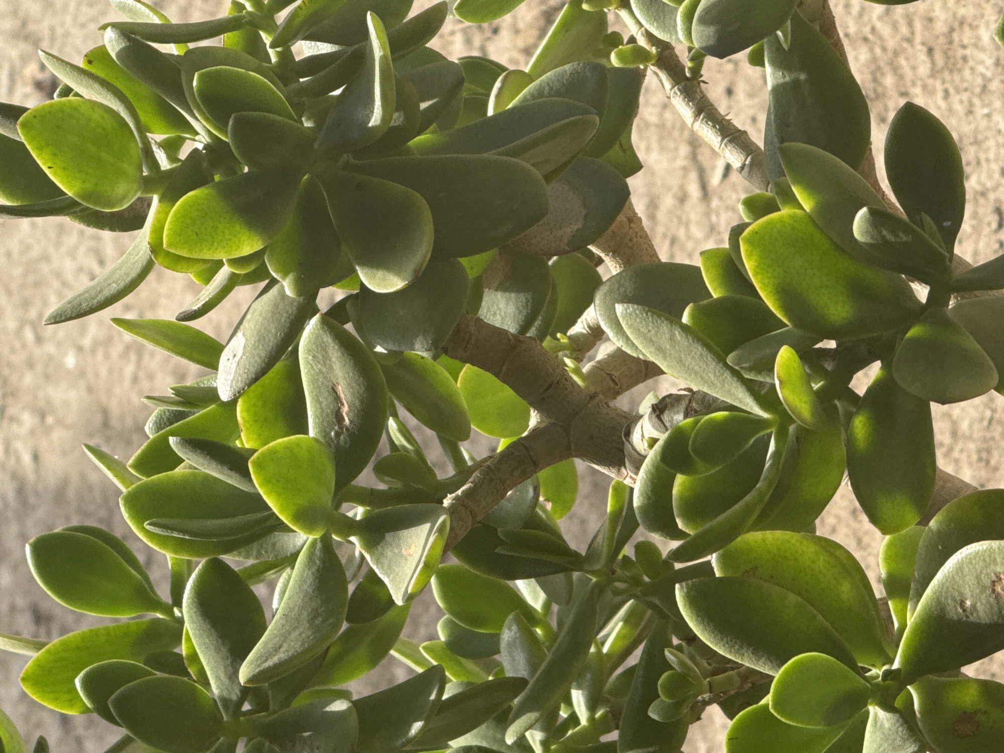 The image shows a close-up view of a jade plant (Crassula ovata) with its thick, green, oval-shaped leaves. The plant has woody branches and is growing in a dry, sandy environment. The lighting suggests it is daytime, with sunlight casting shadows on the leaves. The background is out of focus, showing a sandy or earthy texture, typical of arid or semi-arid regions. There are no people or any other identifiable objects in the frame. The location within the city of Савай, Kyrgyzstan, cannot be determined from the image itself, as it only depicts a plant and its immediate surroundings.