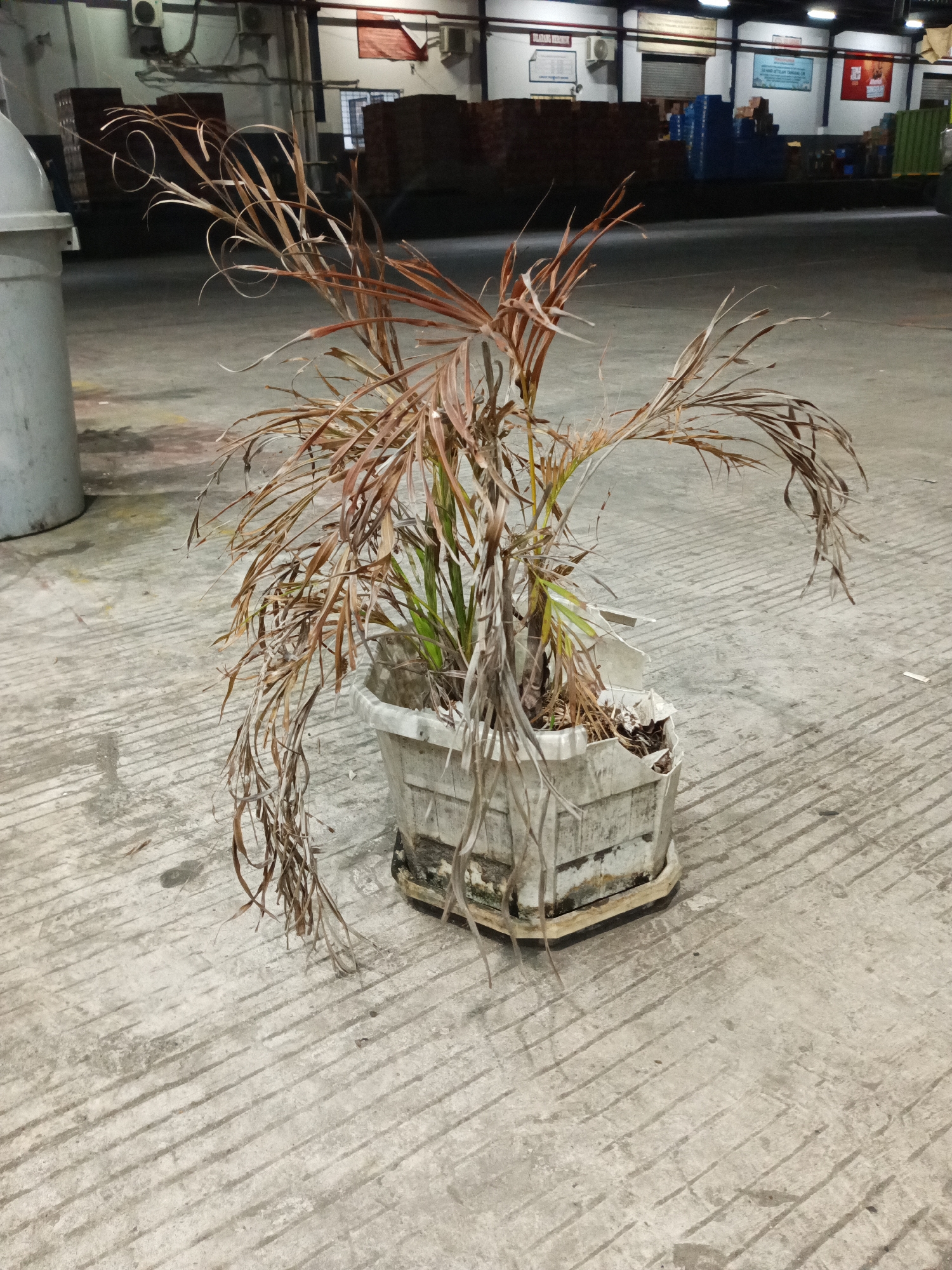 A withered palm plant in a broken white plastic planter sits on a textured concrete floor. The plant's fronds are dry and brown, with some spiraling at the tips. The planter is cracked and damaged, exposing some of the soil and roots. In the background, a brightly lit warehouse or industrial building is visible, with shelves, stacked boxes, and a roll-up door. A white trash bin is partially visible on the left side of the frame. The scene appears to be indoors, possibly in a storage or loading area. There are no people visible in the image. The overall impression is one of neglect or abandonment.
