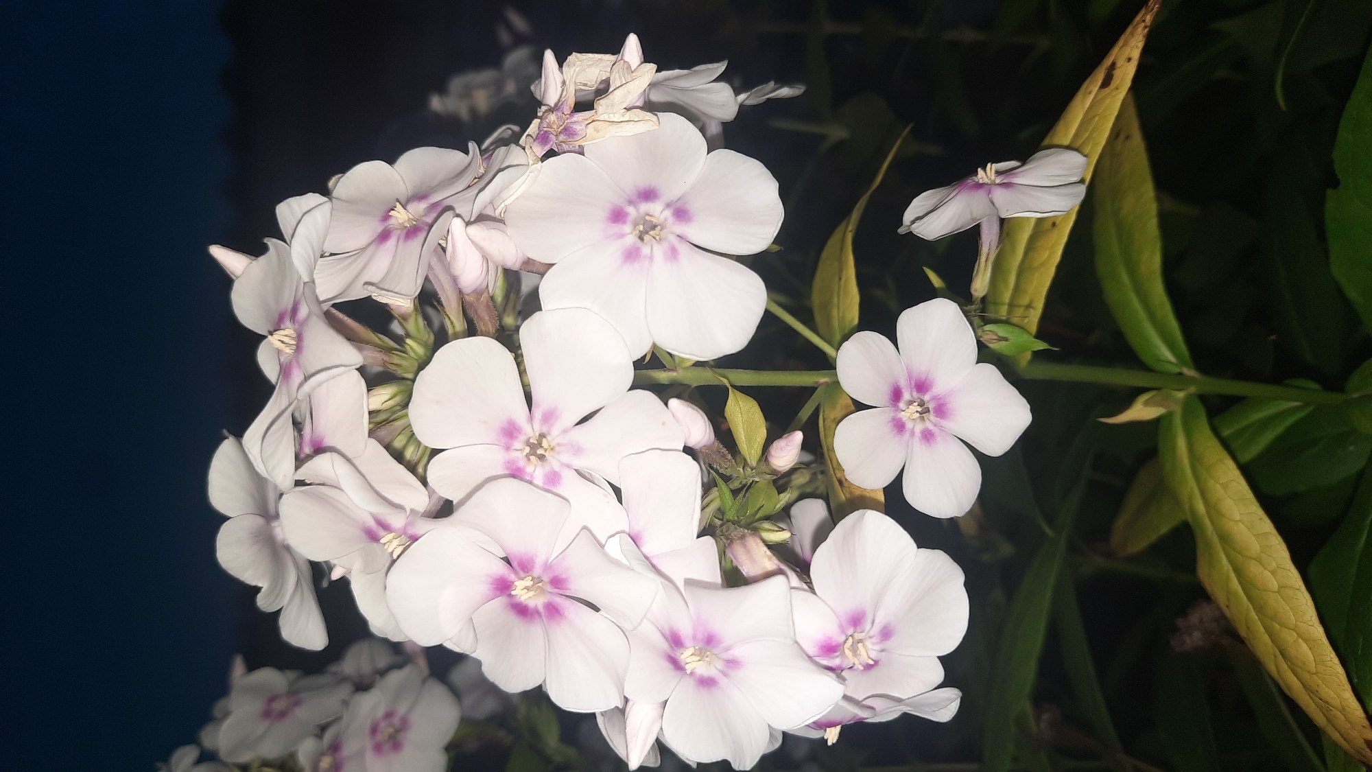 A cluster of white phlox flowers with purple centers blooms at night in Shklov, Belarus. The flowers are in various stages of bloom, with some fully open and others still in bud. The background is dark, with some foliage visible. The image is taken from a low angle, looking up at the flowers. The lighting is artificial, likely from a flash, which creates harsh shadows and highlights on the petals. The overall impression is one of delicate beauty against a stark, dark backdrop.
