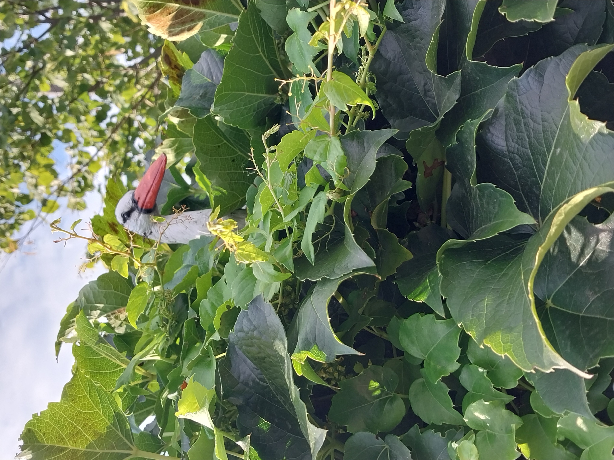 A white stork figurine with a red beak is positioned amongst dense green foliage. The figurine's head and upper body are visible, peeking out from the leaves. The background consists of blurred green leaves and a bright sky. The image appears to have been taken outdoors in a garden or yard setting, potentially in Doslidne, Ukraine, given the provided context.
