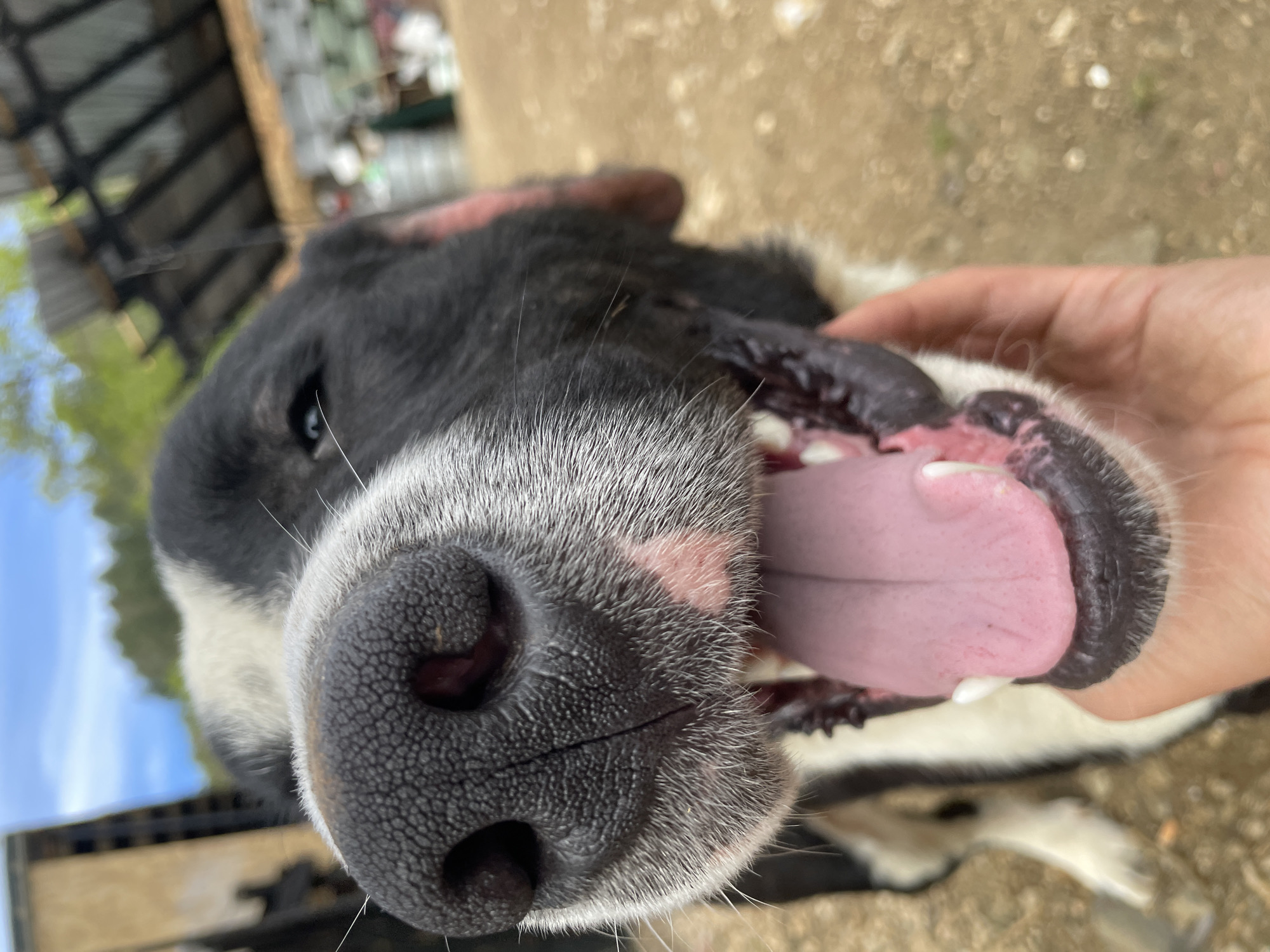 A close-up, low-angle shot shows a black and white dog's face held open by a person's hand. The dog's nose is large and dominates the image with its textured, black surface and prominent nostrils. The dog's pink tongue is visible, lolling out of its mouth. A single, blue eye peeks out from behind the dog's black fur. The dog is located in Zlatograd, Bulgaria, based on the location information. The background is blurry, but a wooden structure and greenery can be discerned. A hand is seen holding the dog's mouth open. The environment appears to be outdoors.