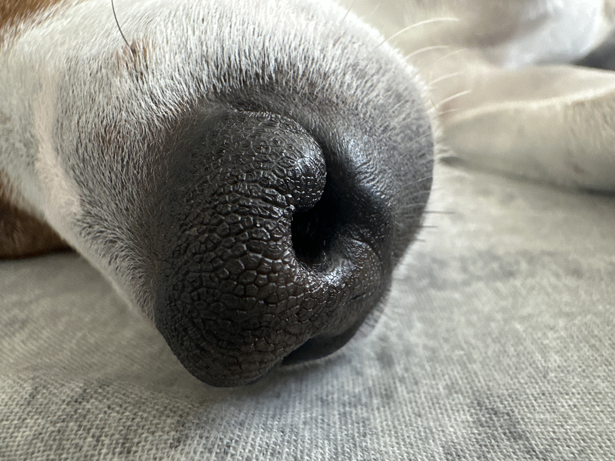 A close-up, eye-level, horizontal shot shows the black, textured nose of a dog resting on a light-colored, woven surface. The dog's fur, a mix of white and brown, is visible on the left side of the frame, extending towards the nose. The background is out of focus, suggesting the dog is lying down. The lighting is natural and appears to be coming from the right. The image is devoid of any human presence or elements indicative of the city of Minsk, Belarus.