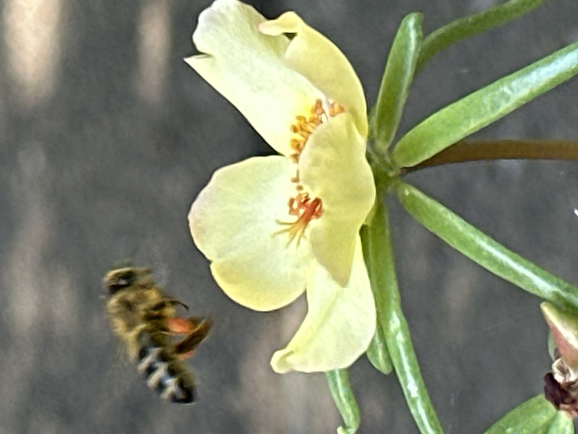 A bee is in flight near a yellow flower in Lobacheve, Ukraine. The bee is in focus, with its body angled and its wings blurred from motion. It has black and yellow stripes on its abdomen and orange pollen baskets on its hind legs. The flower, also in focus, is a pale yellow with multiple petals and orange stamens in the center. Green stems and leaves are visible below the flower. The background is a dark, out-of-focus blur that appears to be a textured surface.