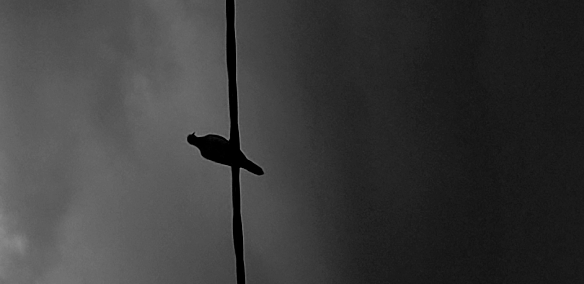 This monochromatic image captures a solitary bird perched on a vertical wire, rendered as a strong silhouette against an overcast sky. The bird, positioned slightly to the left of the frame's center, faces left with its head slightly raised. Its form is entirely black, contrasting sharply with the varying shades of gray in the background sky. The wire it rests on is also a stark black line, running vertically through the frame.
The sky exhibits subtle textures, suggesting cloud formations, particularly in the lighter, upper-left portion of the image. The right side of the frame is significantly darker, almost black, indicating denser cloud cover or a shadowed area. The lighting conditions, which create a distinct silhouette, suggest either early morning or late afternoon/dusk, or a heavily overcast day where the light source is behind the subject.
There are no human subjects or visible text in the image. The scene conveys a sense of stillness and contemplation, highlighting the isolated figure of the bird against the expansive sky. This outdoor scene is set in Narayi, Nigeria.