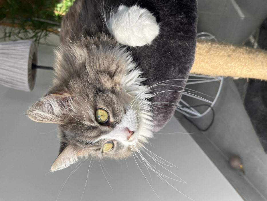 A long-haired domestic cat, exhibiting grey and white tabby markings with a prominent white chest, chin, and paws, is observed in Chambœuf, France. The cat possesses bright yellow-green eyes and long white whiskers, and its gaze is directed intently towards the left of the frame. It is positioned, resting, on a dark grey plush platform, which is part of a cat tree featuring a tan sisal-wrapped post. One white paw is visible resting on the platform. Strong natural light illuminates the scene from the left, highlighting the cat's fur and casting subtle shadows. The background features a light grey wall. To the upper right, a grey-striped fabric lampshade on a stand lamp is partially visible, with green foliage from a houseplant situated behind it. The lower background reveals a light-colored floor, where a small dark object, possibly a toy mouse, and a dark cable are discernible near the wall. A white metal wire structure is partially visible behind the cat tree's post.