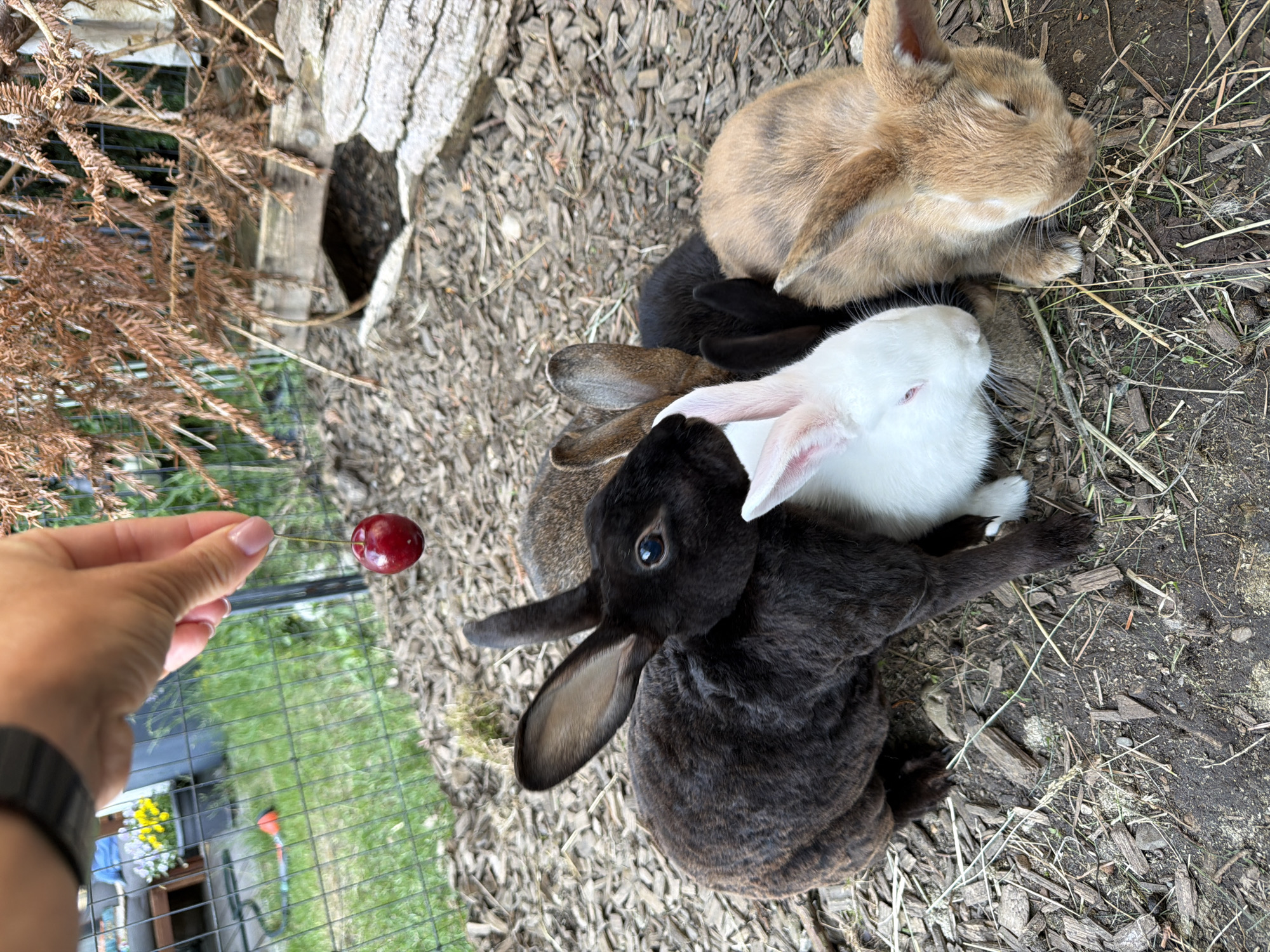 A hand holds a single cherry suspended above a group of five young rabbits. The rabbits are clustered together on a surface of wood chips and dry grass. Three of the rabbits are a light brown/tan color, one is black, and one is white with pink ears. The black rabbit is positioned on the left side of the frame, with its head and ears prominently visible. The white rabbit is nestled between the black and brown rabbits. The brown rabbits are on the right and back of the group. The rabbits appear to be looking towards the cherry. The background includes a green fence, some foliage, and a wooden structure. The scene is set outdoors, consistent with a backyard or animal enclosure in Poing, Germany.
