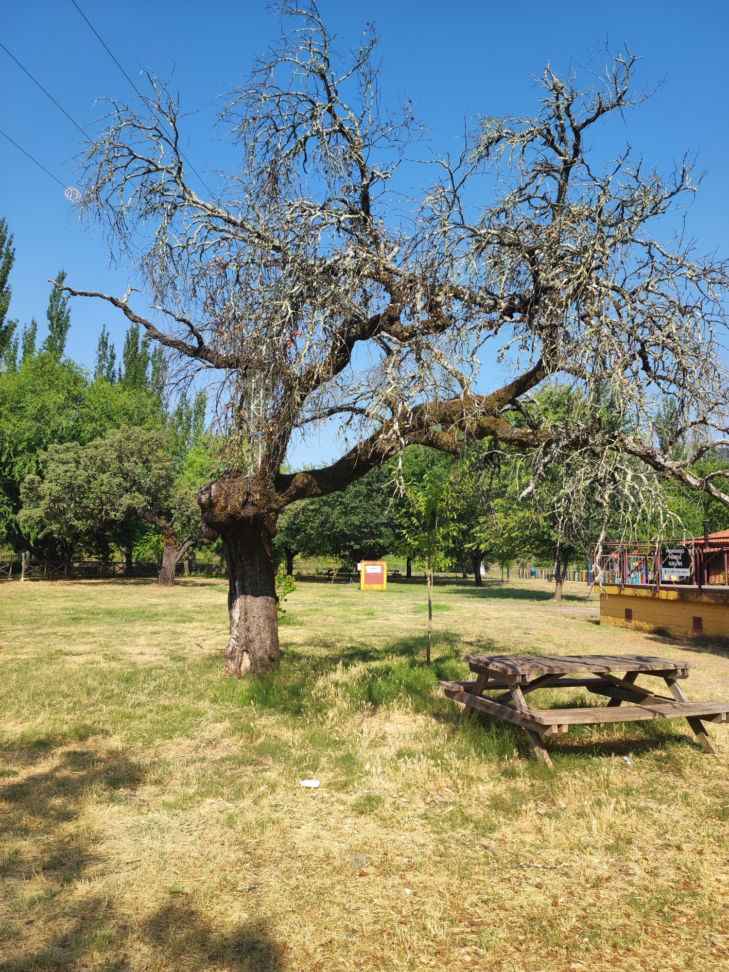 The image depicts an outdoor scene under a clear blue sky, likely in Cadalso, Spain, given the context provided. The foreground features a dry, grassy field with a wooden picnic table and benches. In the middle ground, a large, gnarled tree with bare branches and lichen growth dominates the scene, its trunk appearing thick and weathered. Behind the tree, there are other trees, some with lush green foliage, and a fence line constructed of wooden posts and rails. Further in the background, a yellow building with a red-tiled roof is visible, adorned with colorful decorations or signs. A bright yellow sign with a red border and some text is also present in the middle ground. The overall impression is one of a park or recreational area on a sunny day.