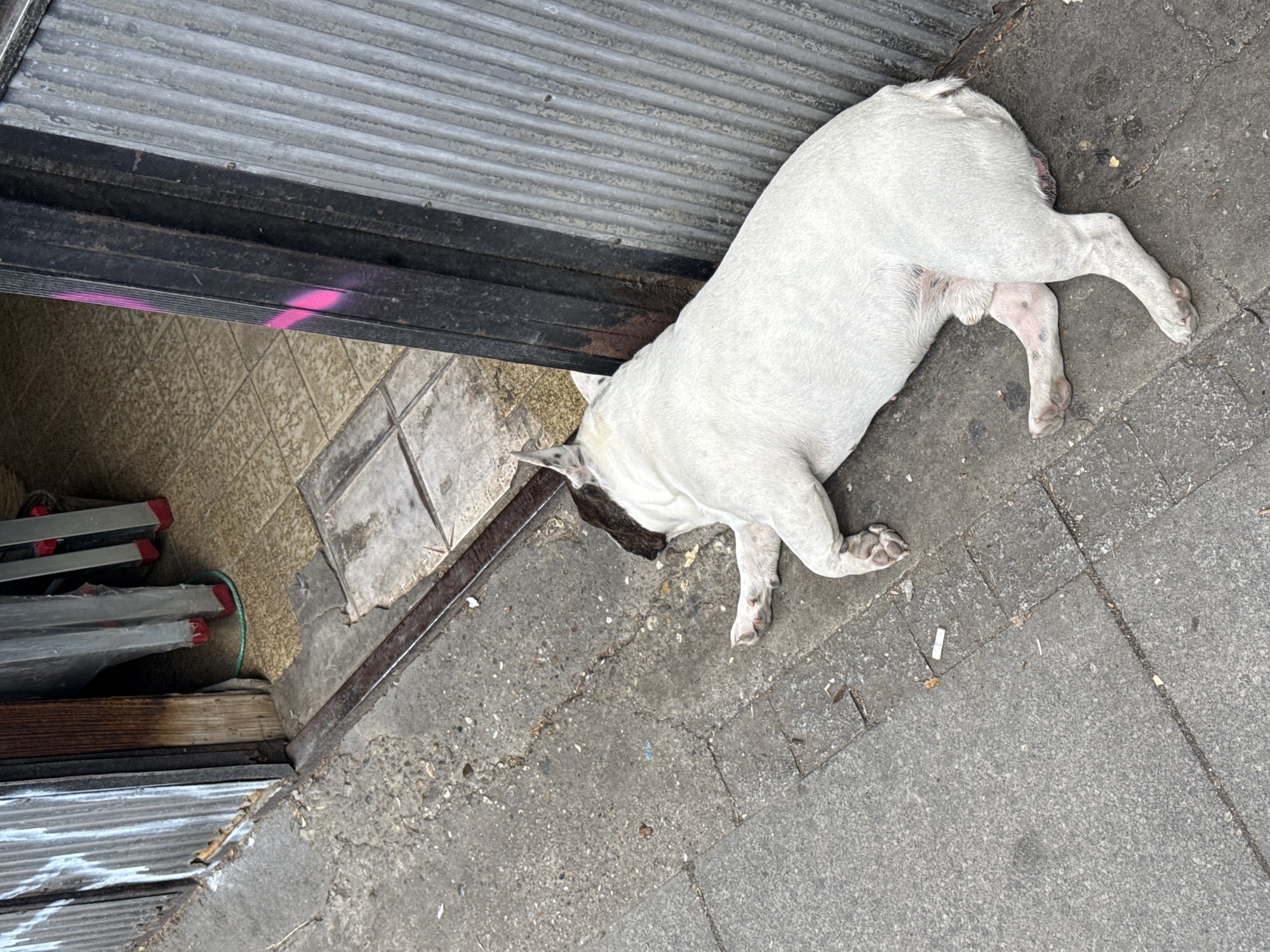 A white, short-haired dog is lying on a concrete sidewalk in Belgrade, Serbia. The dog is positioned near the entrance of a building with a metal security gate. A ladder is visible near the building's entrance. The sidewalk is made of grey concrete slabs and shows signs of wear. There is trash and debris scattered around the dog. The building facade is comprised of various textures and materials, including tiles and metal. The photograph appears to be taken during the day, with natural lighting.