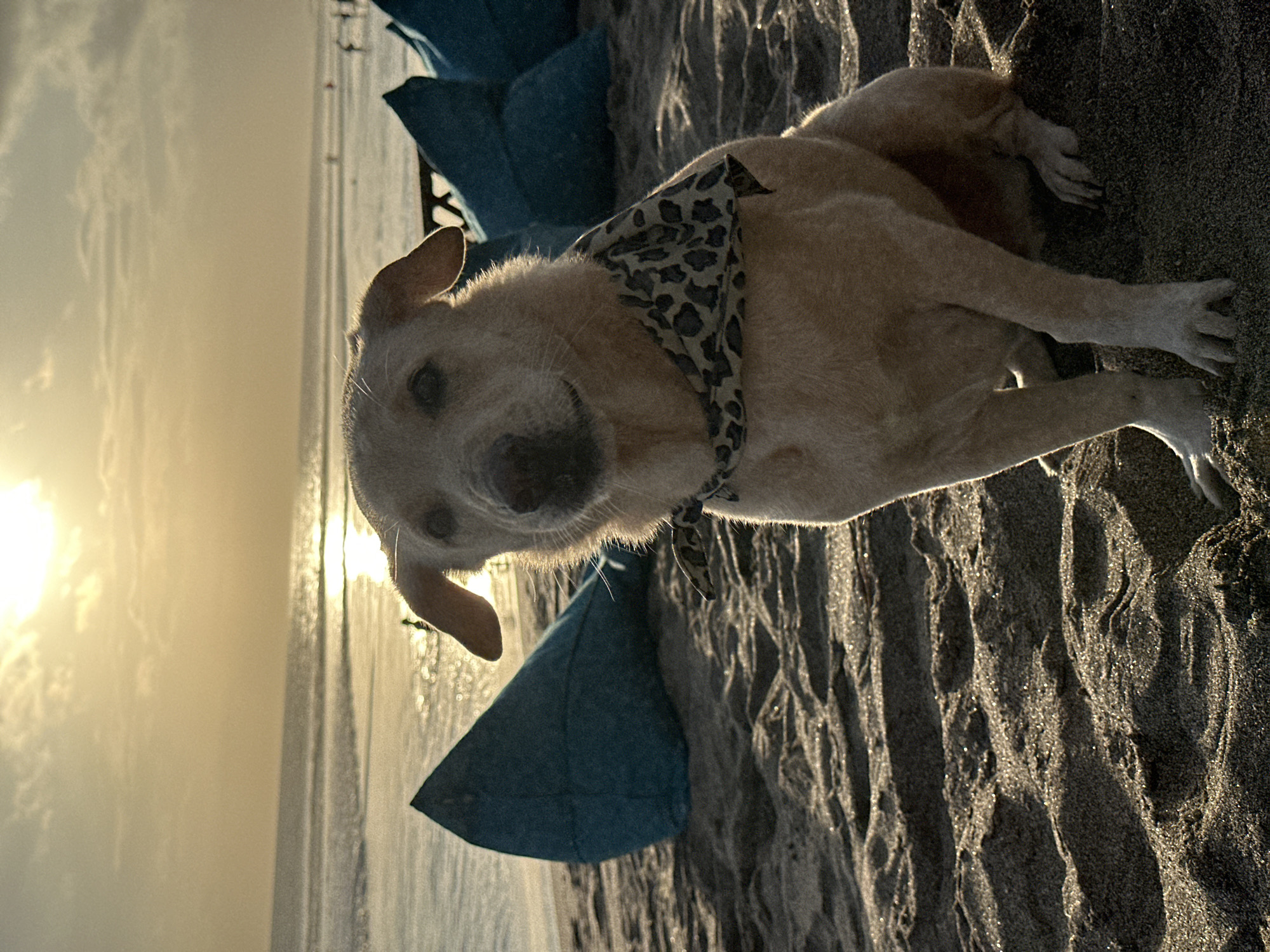 A medium shot shows a light-colored, short-haired dog wearing a patterned bandanna, lying on a beach near a calm ocean at sunset. The dog is positioned on textured sand, next to blue cushions. The background features a hazy sunset over the ocean horizon in North Kuta, Indonesia.