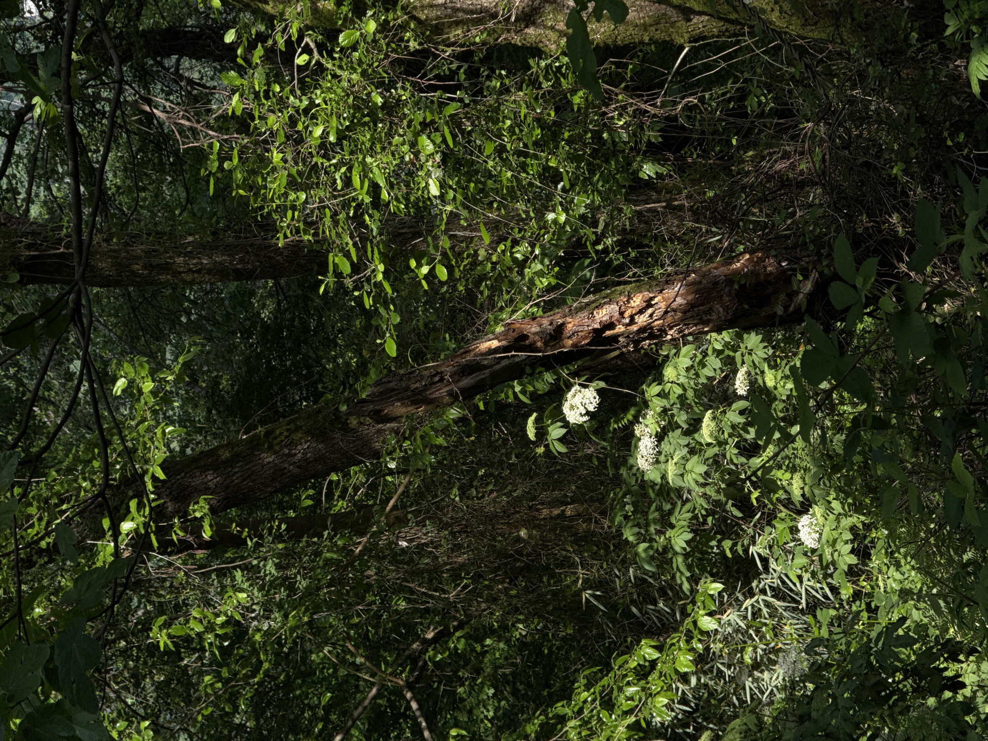 The image shows a forest scene, likely located in a wooded area near Sergey-Pole, Russia. A fallen tree trunk lies horizontally across the frame, surrounded by lush green foliage, various types of plants, branches, and small white flowers. The lighting is dappled, creating patches of light and shadow.