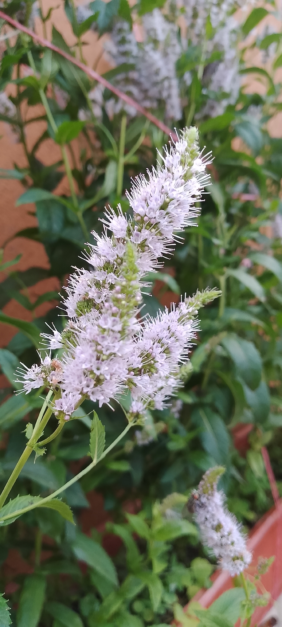 The image shows a close-up view of a flowering mint plant, likely growing in a garden or pot. The flowers are small and clustered together in a spike-like formation, with delicate white to pale purple petals and prominent white stamens. The leaves are green and serrated. The background is blurred, showing more of the plant's foliage and a reddish-brown wall or structure. The lighting suggests it is daytime, possibly outdoors. There is no indication of the city of Belgorod, Russia, or any specific urban environment.