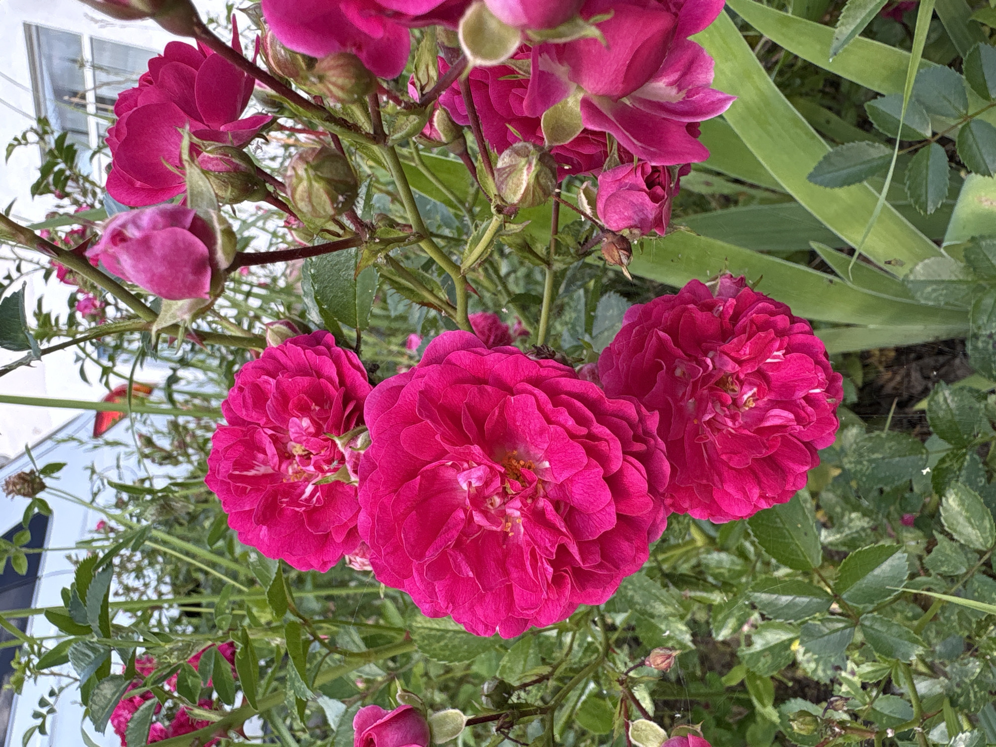 A close-up, high-angle, vertical, outdoor photograph displays a cluster of vibrant pink roses in bloom, along with several closed rose buds. The roses are the primary subjects, with their petals unfurling in a ruffled, layered pattern. The color is a deep, saturated pink, with some lighter pink or white variations in the center of the open blooms. The foliage consists of dark green leaves, some appearing slightly variegated with lighter green or yellow splotches. The background is a blur of greenery, suggesting more plants and the natural environment. The image is well-lit, likely by natural daylight, highlighting the textures and colors of the flowers. There is no discernible activity or people in the frame, focusing solely on the botanical subjects. The scene appears to be a garden or natural setting. There is no information within the image to place it specifically in the city of Bahushewsk, Belarus.