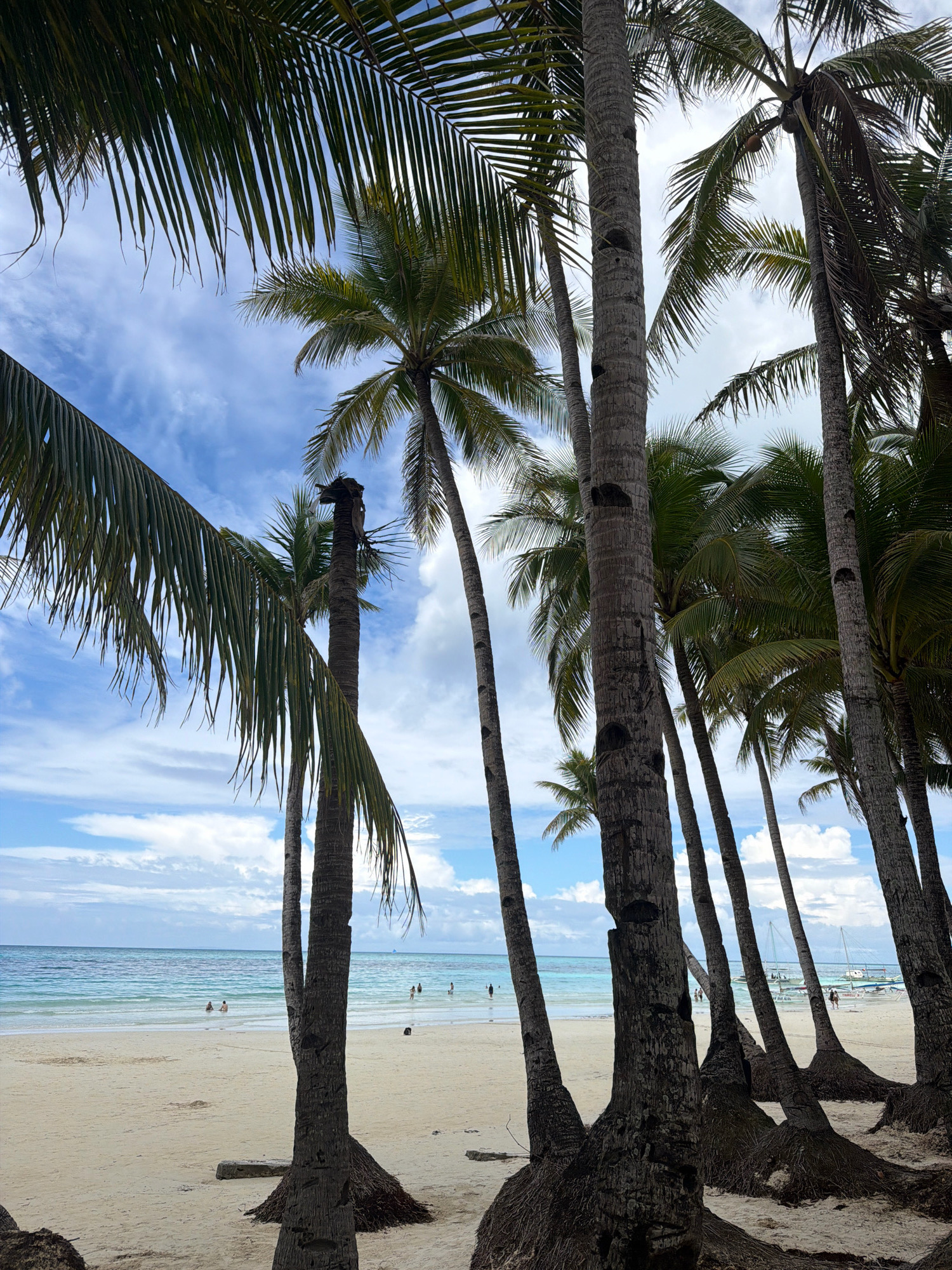 The image depicts a tropical beach scene, likely in Malay, Philippines, as suggested by the presence of palm trees and the clear blue ocean. In the foreground, numerous tall, mature palm trees with rough, textured bark dominate the frame, their fronds reaching towards a partly cloudy sky. The sand on the beach is light in color and appears fine-grained.
In the middle ground, the turquoise water of the ocean meets the sandy shore. Several individuals are visible in the shallow water, some wading and others appearing to swim. A few more people are present on the sand near the water's edge. Further out in the ocean, several sailboats are anchored or cruising, indicating a popular tourist destination.
The sky above is a vibrant blue, dotted with fluffy white clouds. The overall impression is one of a serene and idyllic beach environment, characteristic of resorts found in areas like Boracay Island in Malay.