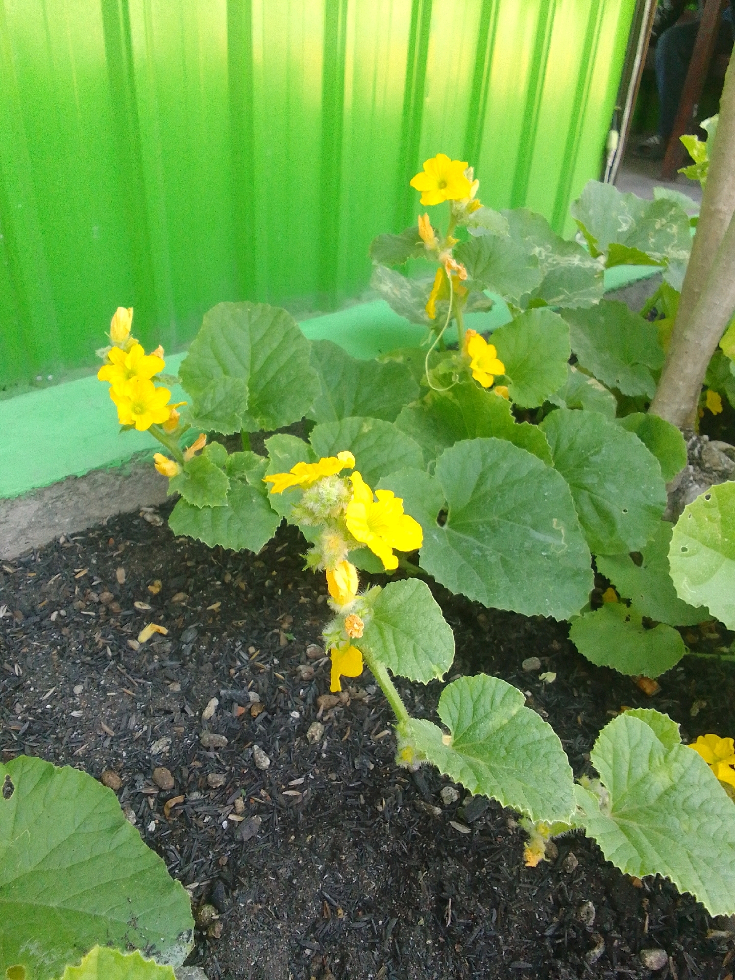 The image shows a close-up of a plant with bright yellow flowers and large green leaves, growing in dark soil. A vibrant green corrugated metal fence forms the background. The plant appears to be a cucurbit, possibly a type of squash or melon vine, with several blooms and developing tendrils. Some of the leaves show signs of pest damage or natural variation. In the upper right corner, a portion of a wooden pole is visible, and a blurred figure of a person in the background suggests an outdoor setting in Bendorejo, Indonesia. The sunlight casts a soft glow on the scene, highlighting the textures of the leaves and the delicate petals of the flowers.