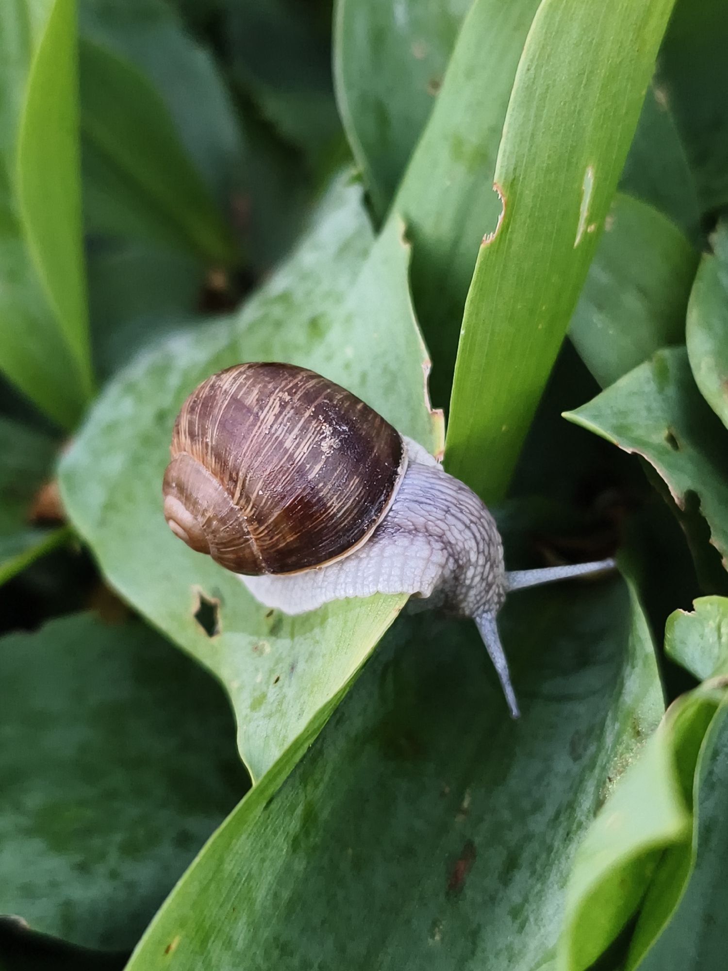 A close-up, eye-level, outdoor shot shows a single garden snail on a bright green leaf. The snail's shell is brown and coiled, with visible lines. The snail's body is a pale gray, and it is partially extended from its shell, with two tentacles visible. The snail is positioned on a wide, flat green leaf, which is part of a larger cluster of leaves in the background, all appearing lush and green. Some of the leaves show signs of insect damage, with small holes or notches along their edges. The lighting suggests it may be overcast or early morning, with diffused light and some subtle water droplets visible on the leaves. The environment appears to be a garden or natural setting. The image does not depict any people or structures that would indicate a specific location within Tczew, Poland.