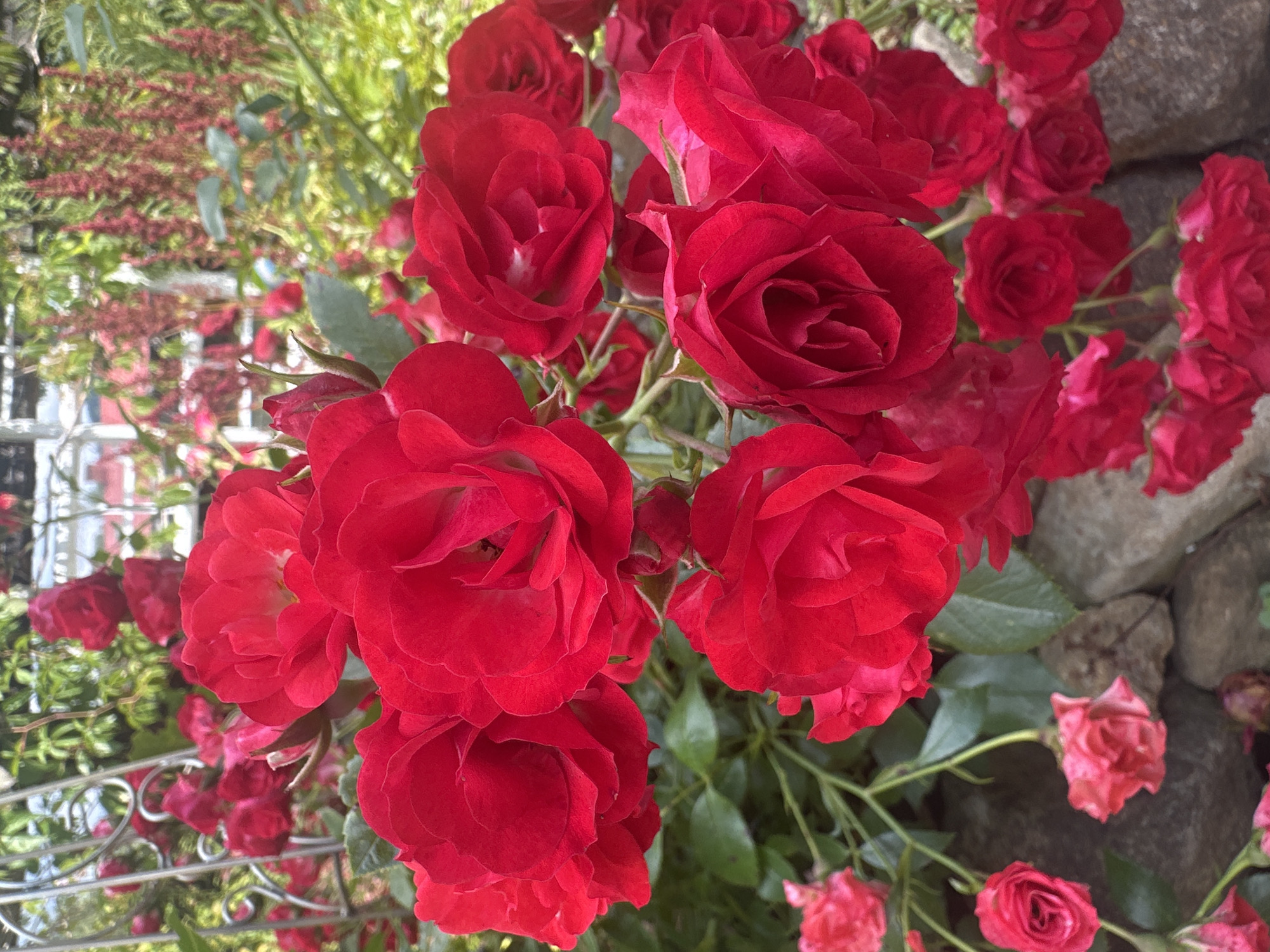 A close-up, eye-level shot showcases a cluster of vibrant red roses in full bloom, with some smaller buds and paler pink roses visible lower in the frame. The roses are densely packed, with lush green leaves peeking through. In the background, out of focus, a metal trellis structure is visible, along with greenery and what appear to be red flowers with elongated seed heads. The roses are positioned in front of a stone wall. The overall impression is of a flourishing garden. No people are present. The image's location is identified as Wisła, Poland.