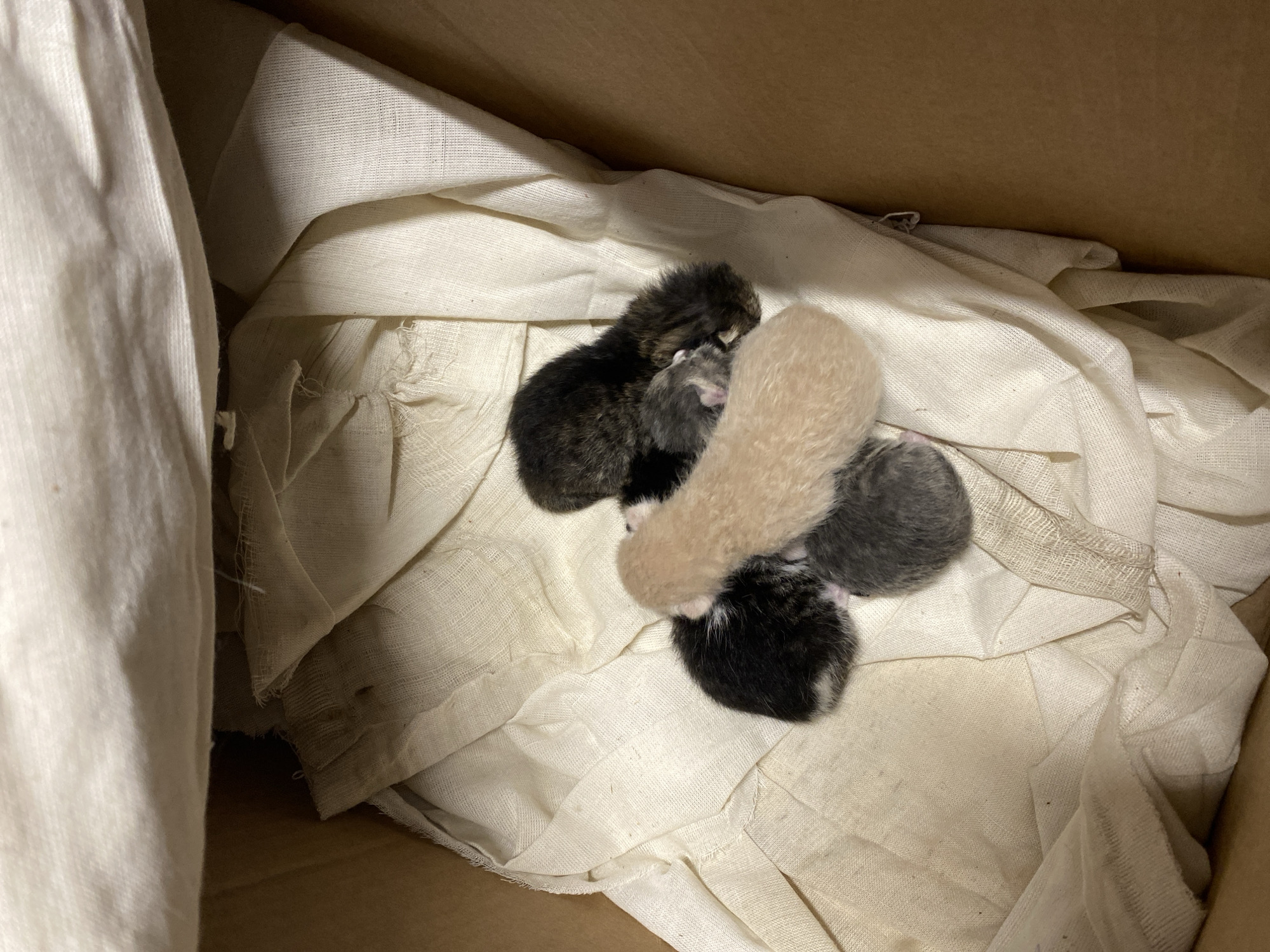 Four newborn kittens are nestled in a cardboard box lined with wrinkled, off-white fabric. The kittens display different fur colors: black and brown tabby, beige, gray, and black with white markings. The box appears to be situated indoors. No people are visible. There is no indication of the image being located in Silistra, Bulgaria.