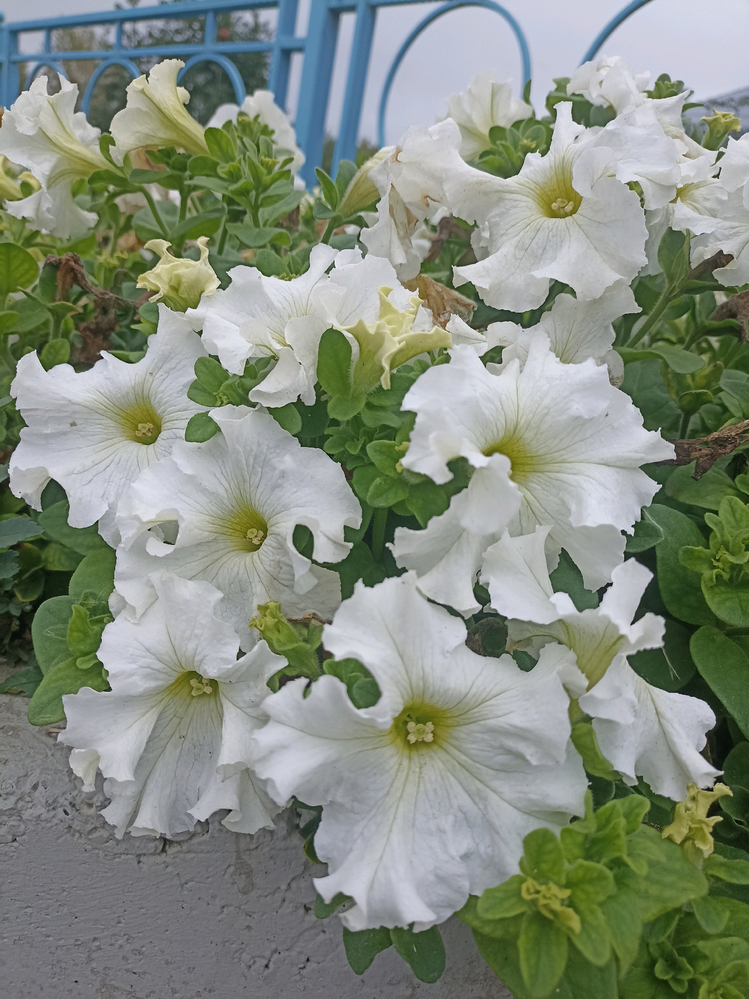 A close-up, eye-level shot features a cluster of white petunia flowers in bloom, set against a blurred background of green foliage and a bright blue metal fence. The petunias are characterized by their trumpet-shaped blossoms with delicate, ruffled edges and pale yellow centers. Some flowers are fully open, revealing their intricate inner details, while others are still budding, with tightly furled petals. The leaves of the petunias are a vibrant green, and some dry, brown leaves are visible, indicating the natural cycle of growth and decay. The overall impression is one of fresh, natural beauty. The scene is likely located in Belovo, Russia, possibly in a park or garden, given the presence of the fence and the well-maintained flowers. There are no people or animals visible in the image. The lighting is soft and diffused, suggesting an overcast day. The composition emphasizes the texture and fragility of the flowers.