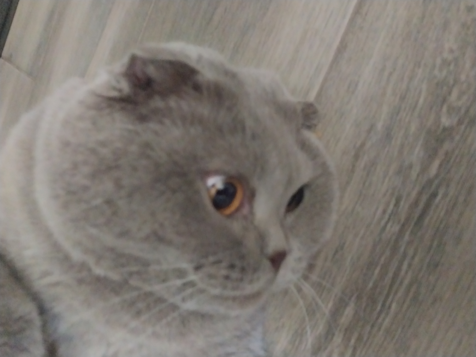 A grey cat is lying on a wooden floor. The cat is looking to the side with its orange eye clearly visible. The cat appears to be a Scottish Fold due to its folded ears. The floor is made of light-colored wood planks with visible grain. The background is out of focus. There is no discernible location in the city of Dnipro, Ukraine.