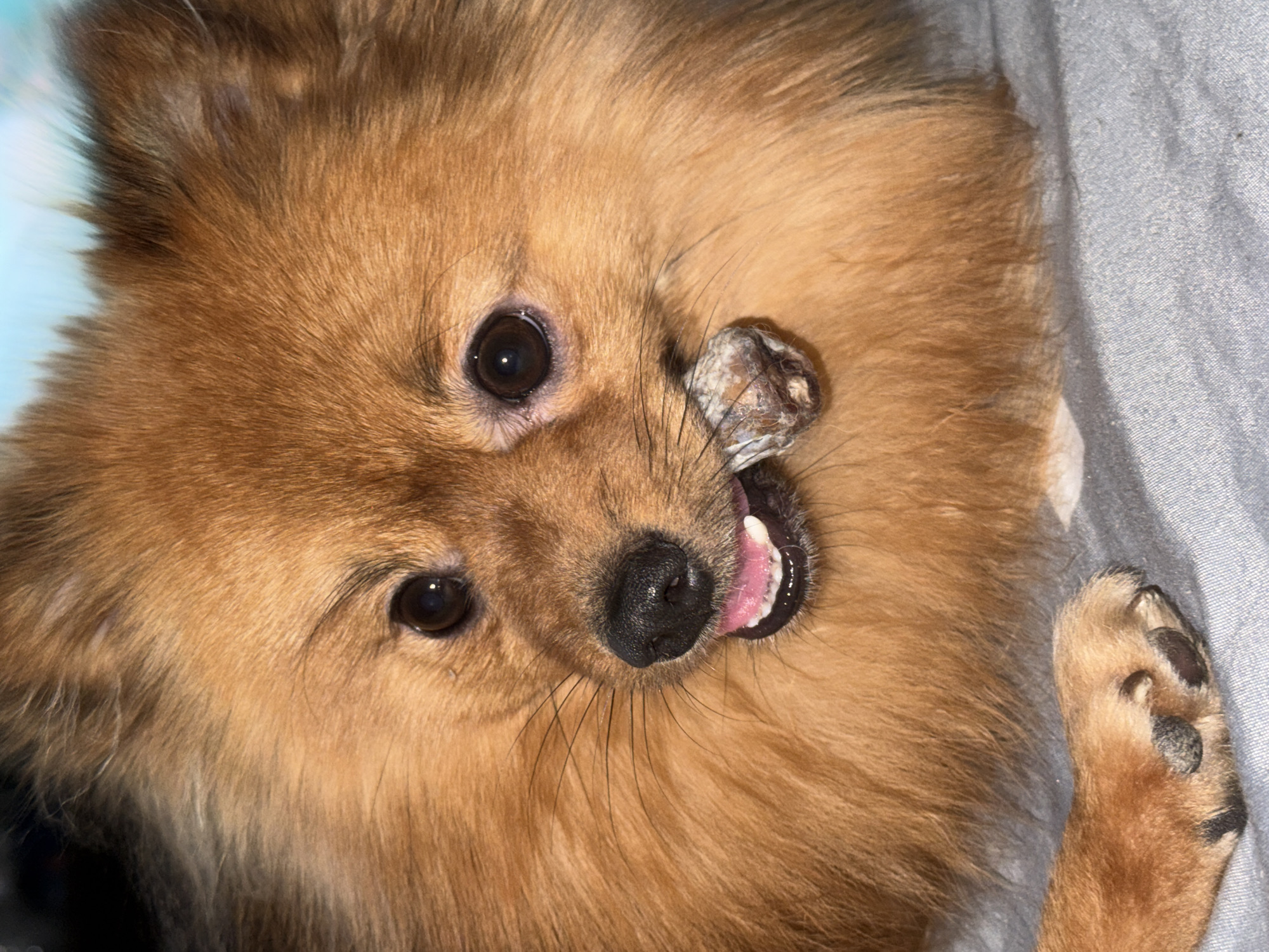 A close-up shot depicts a reddish-brown Pomeranian dog lying on its back, likely on a gray fabric surface. The dog's face is the primary focus, with its dark eyes looking directly at the camera. The dog has a black nose, slightly open mouth with a pink tongue visible, and a brown object in its mouth, perhaps a toy or treat. One of the dog's paws is visible in the lower right corner. No information in the image indicates it was taken in Khimki, Russia.
