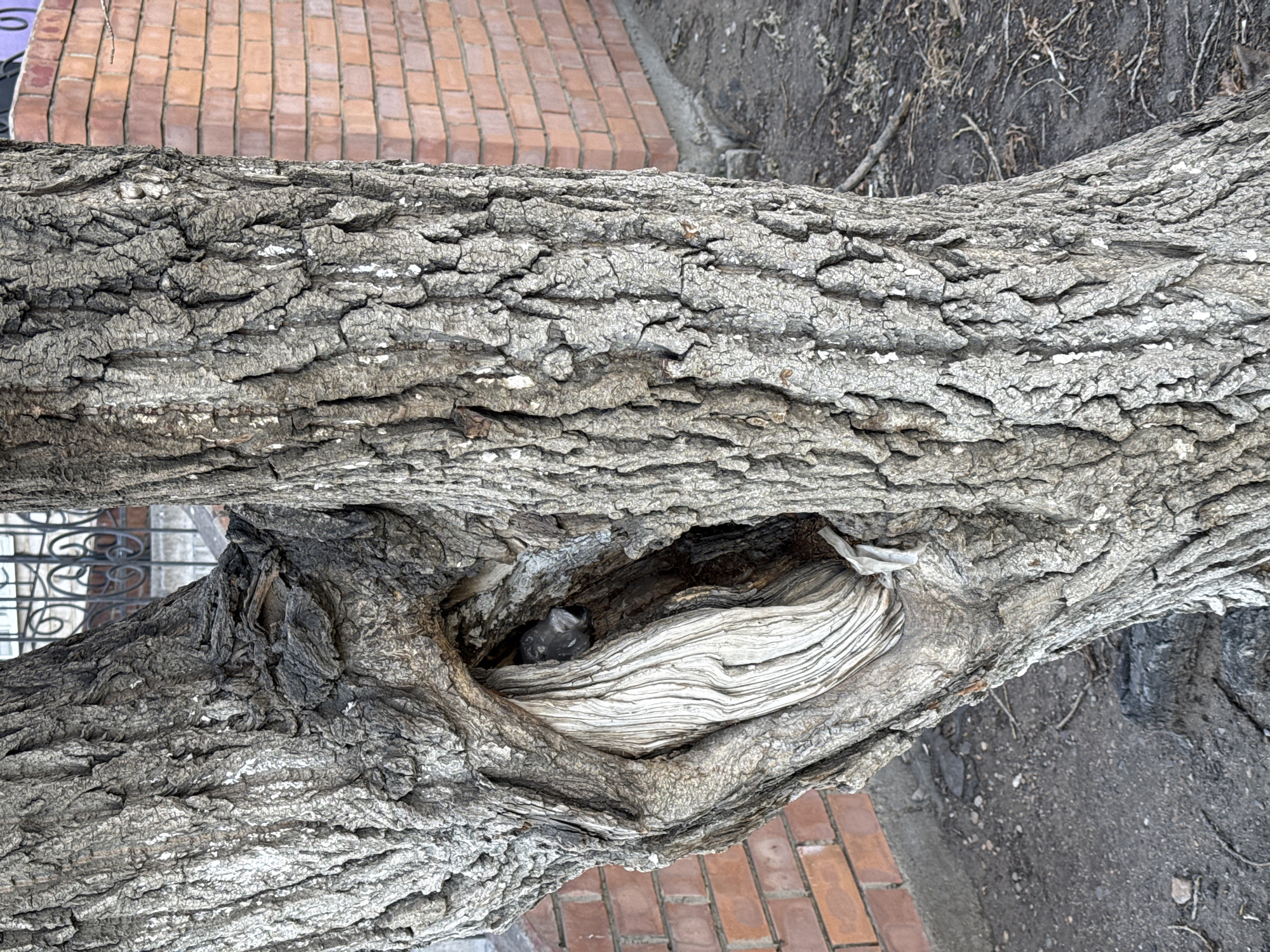 A gray, cracked tree trunk is positioned horizontally across the image. The bark is rough and textured. A knot in the trunk reveals a small, dark bird inside. To the upper left and lower right of the tree, there are sections of reddish-brown brick, possibly a walkway. Adjacent to the upper right corner of the tree trunk, there is gray, bare ground with small sticks or debris. A portion of black wrought iron fence is partially visible to the upper left of the tree. The location of the scene in Borzya, Russia is unspecified in the image.
