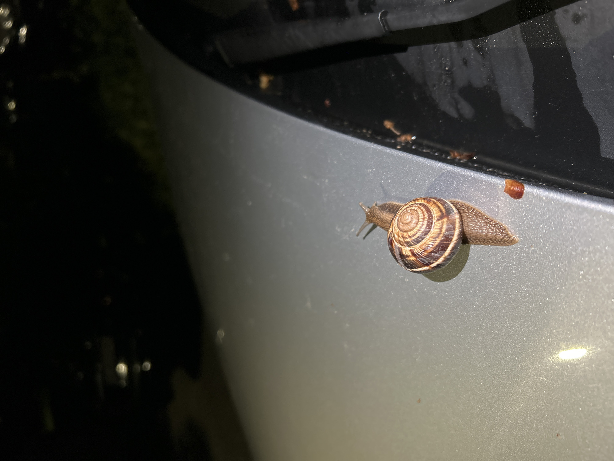 A snail is on the hood of a silver-colored vehicle. The snail has a brown striped shell and is facing right. The vehicle is parked at night, likely in Blagoevgrad, Bulgaria. The background is dark and out of focus. The vehicle appears to be wet. There are some small brown spots visible above the snail, near the edge of the vehicle. The lighting in the image is dim, with a small light reflection on the hood of the vehicle.