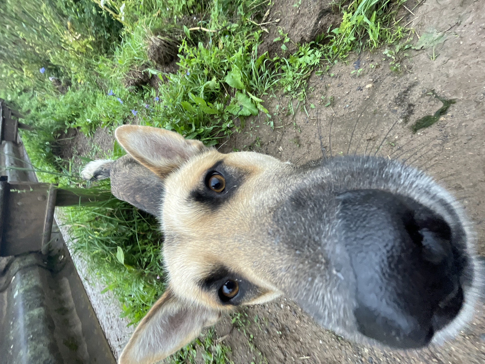 The image is a close-up, low-angle shot of a German Shepherd dog's face, taken outdoors on a dirt path. The dog is looking directly at the camera, with its nose filling the foreground. The background shows green grass and some foliage, with a hint of a wooden structure, possibly a bench or railing, on the left. The dog has brown eyes, black markings around its eyes, and large, pointed ears. The overall impression is one of curiosity and playful interaction with the photographer. The location is stated to be in the city of Panteleevka, Russia, suggesting a rural or semi-rural setting.