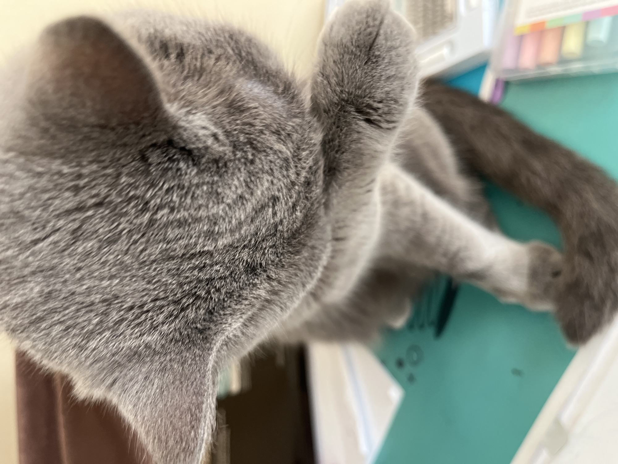 An overhead shot captures a grey, short-haired cat resting indoors. The cat's back, one ear, and a raised front paw are prominently featured, displaying its soft, uniform grey fur. The cat's dark grey tail is visible towards the right, resting on a teal or turquoise surface, which appears to be a desk mat or large sheet of paper. In the blurred background, a clear plastic container holding an assortment of pastel-colored markers or highlighters (including pink, orange, yellow, green, blue, and purple) is visible, suggesting an office or study environment. A light-colored wall or curtain forms the blurred background to the left. The scene is softly lit, indicating daytime. The cat appears calm and relaxed, possibly stretching. No text is visible in the image. The setting is an indoor location, contextualized as Alanya, Turkey.